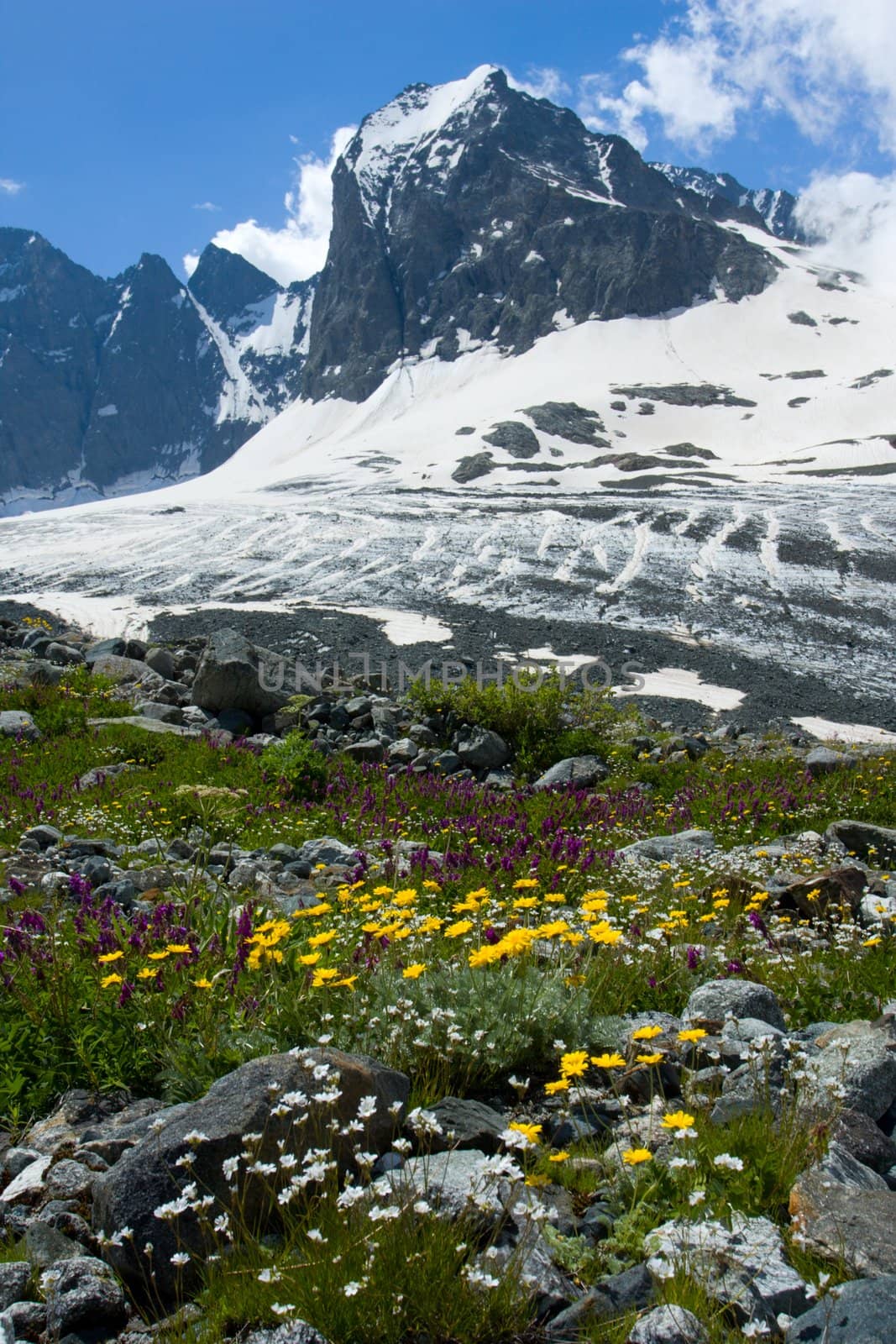 Flowers and high mountains peak with glacier 