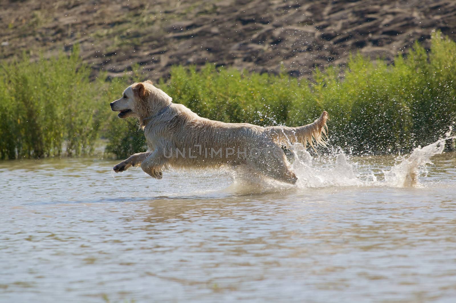 A beautiful golden retriever running in a river.