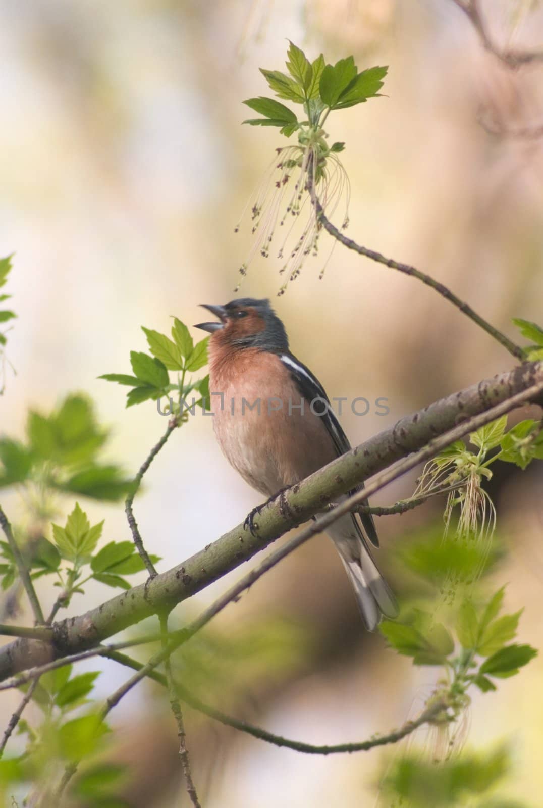 chaffinch bird singing  in the middle of new leafs