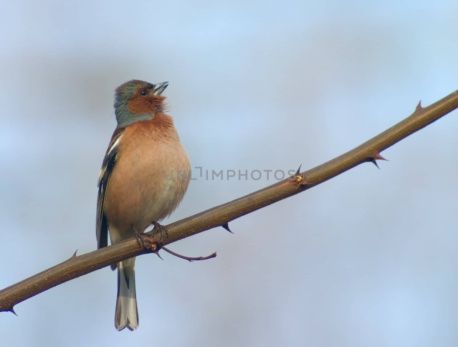 chaffinch bird singing on a spiny twig