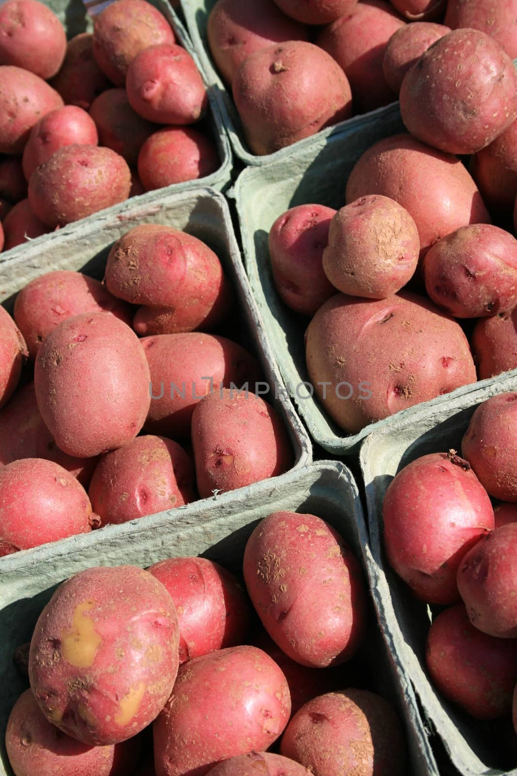 young red potatoes, in blue boxes for sale at the farmers market