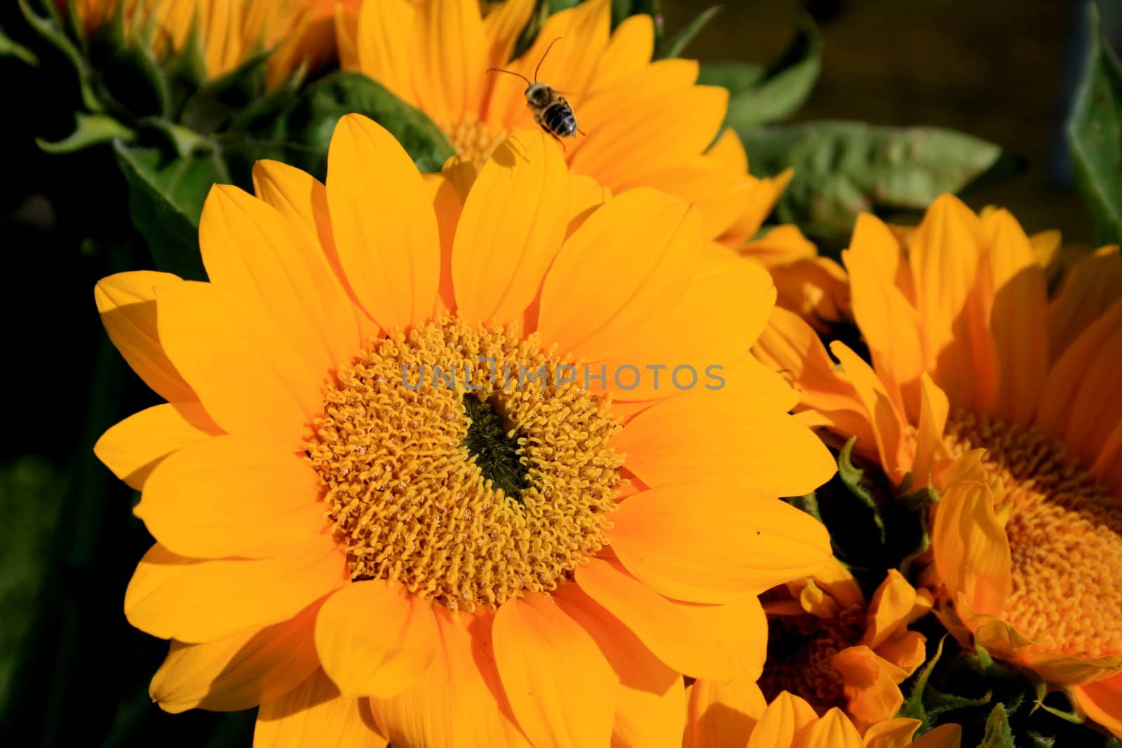 a bouquet of fresh yellow sunflowers, just picked, with a bee flying in top center of image