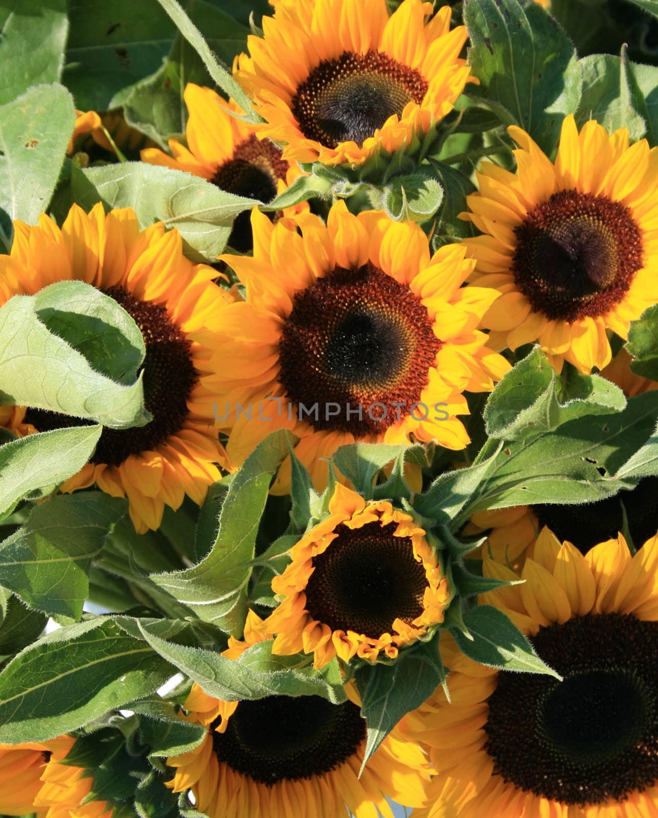 sunflowers with brown centers, bouquets for sale at the local farmers market