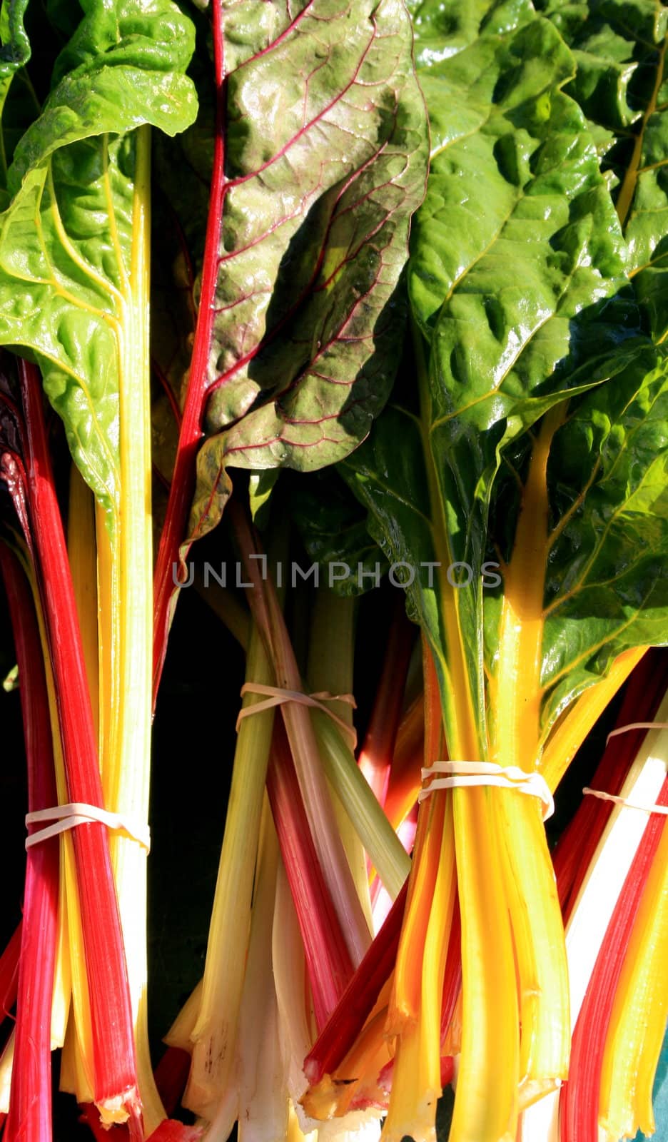 freshly harvested rainbow swiss chard, at the farmers market
