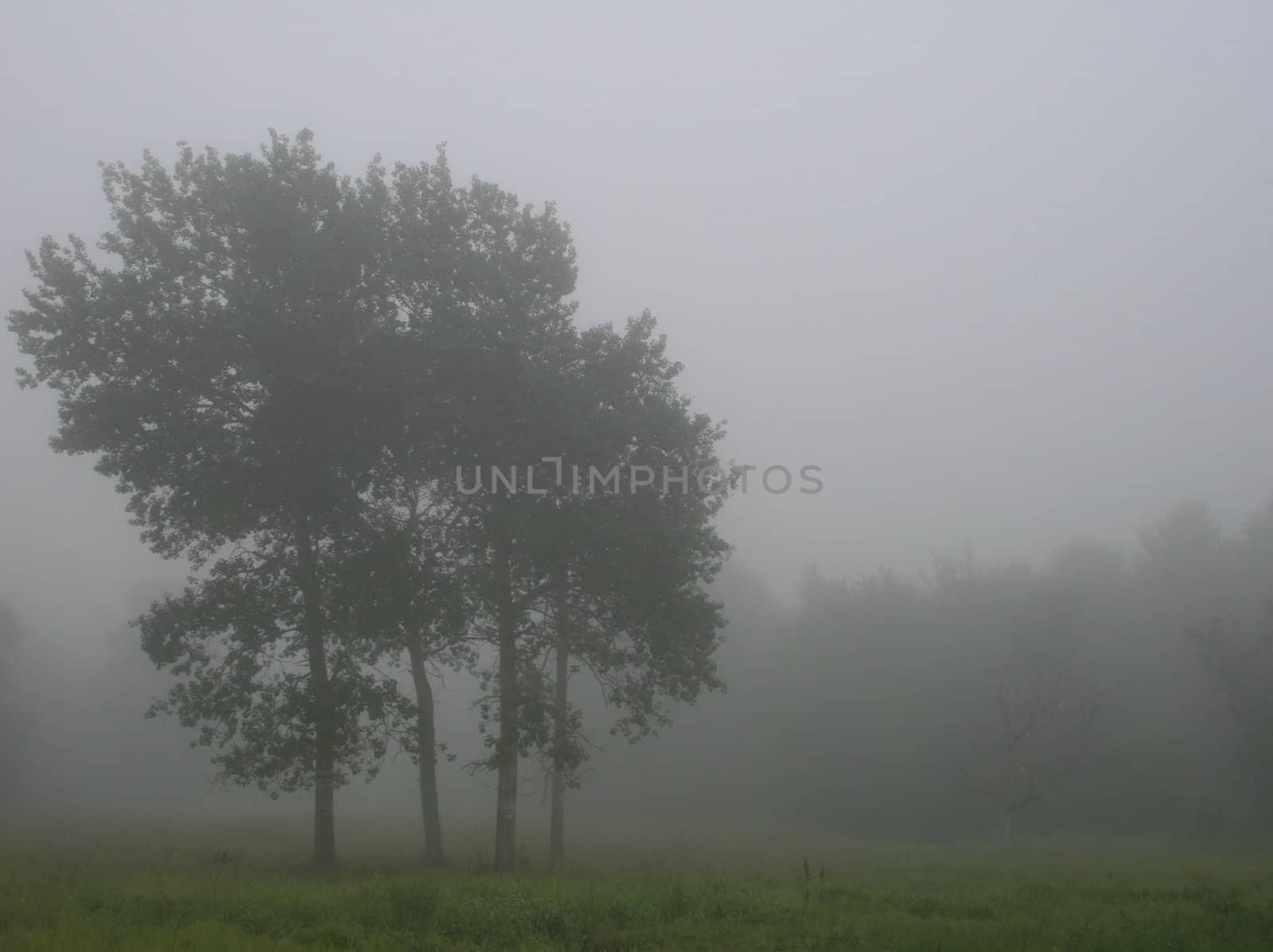 on a foggy Maine morning, a small stand of trees at the edge of a meadow. copy space allowed