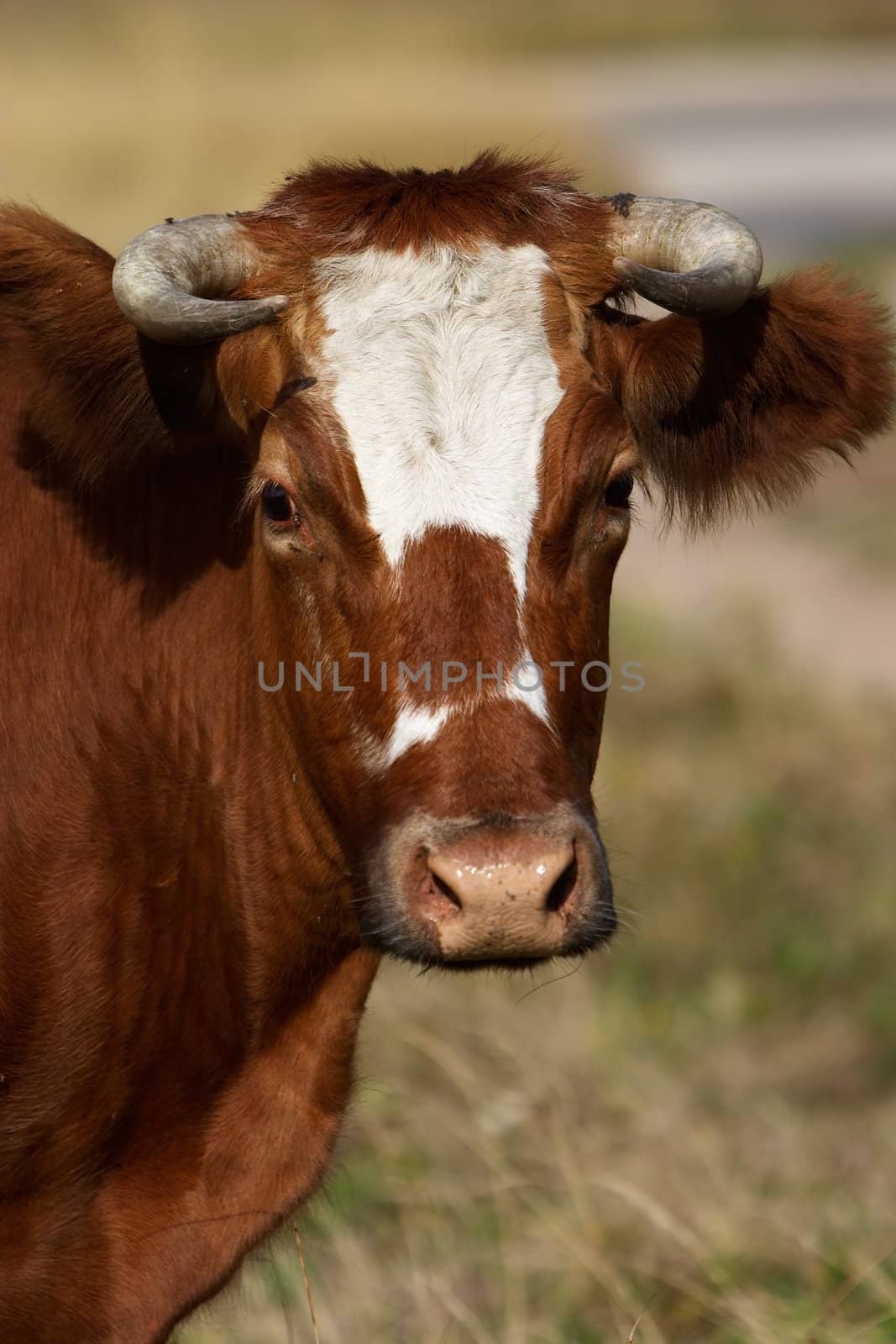 Portrait of a brown cow