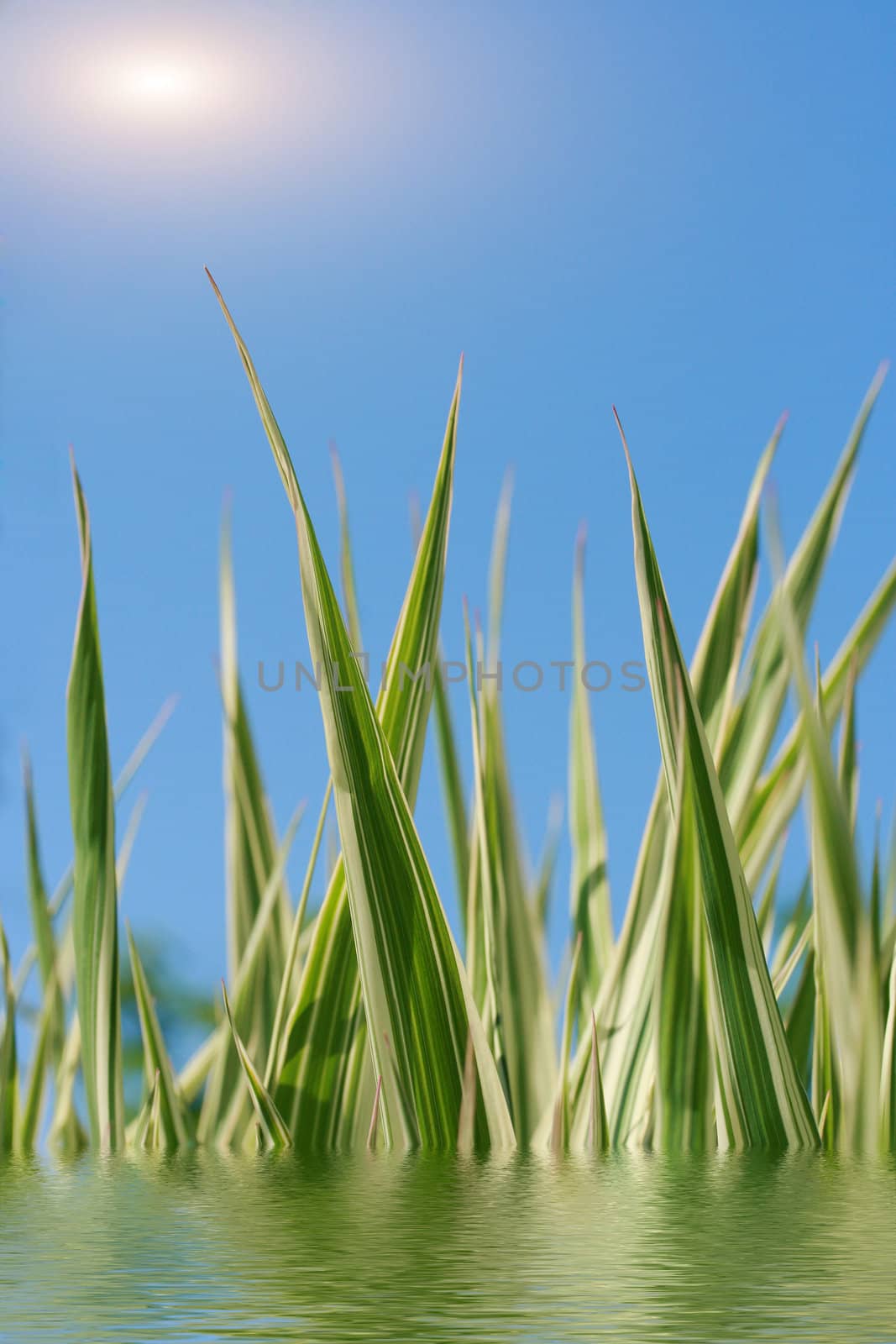 Leaves of a green grass grow from water upwards