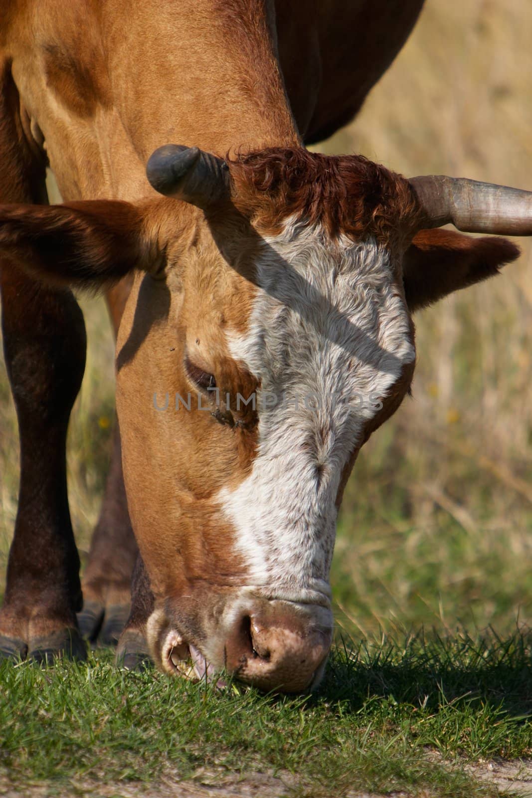Close-up photo of a cow that eating a grass