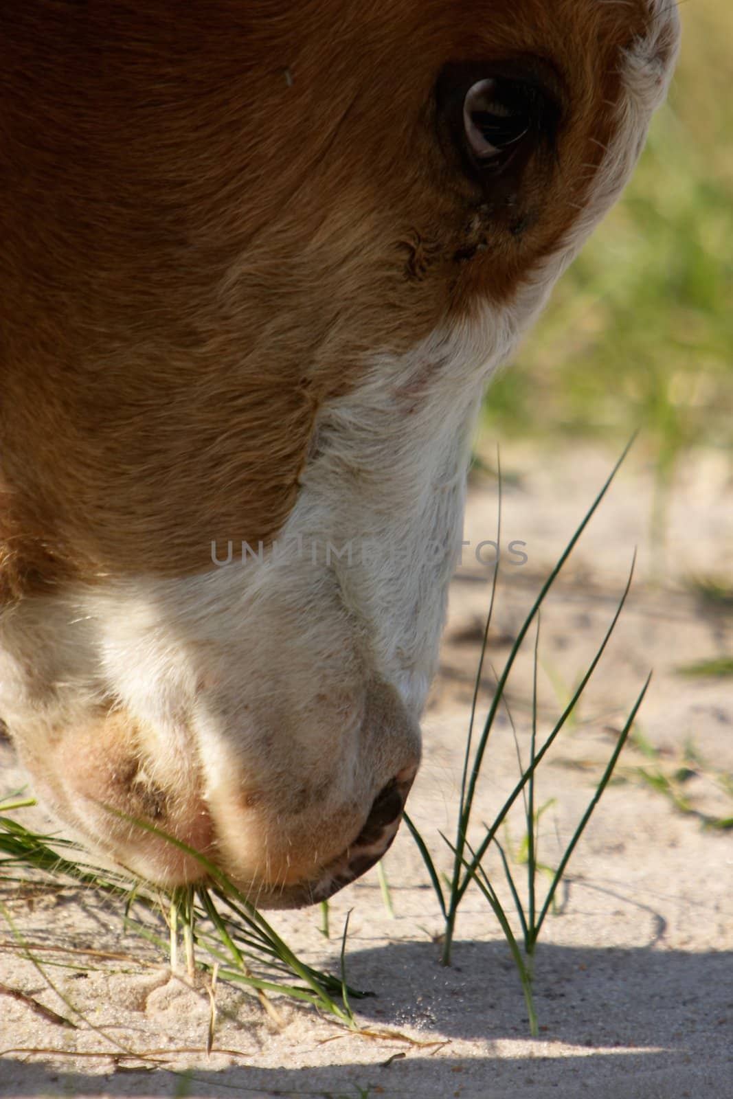 Close-up photo of a cow that browsing te grass