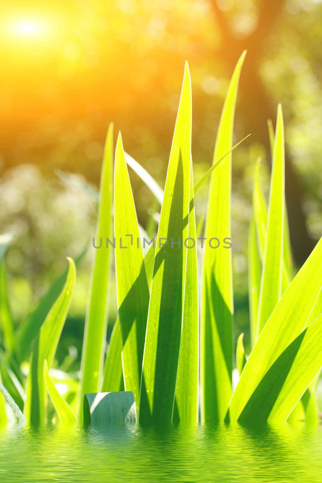 Bright leaves grow from water upwards to the sun