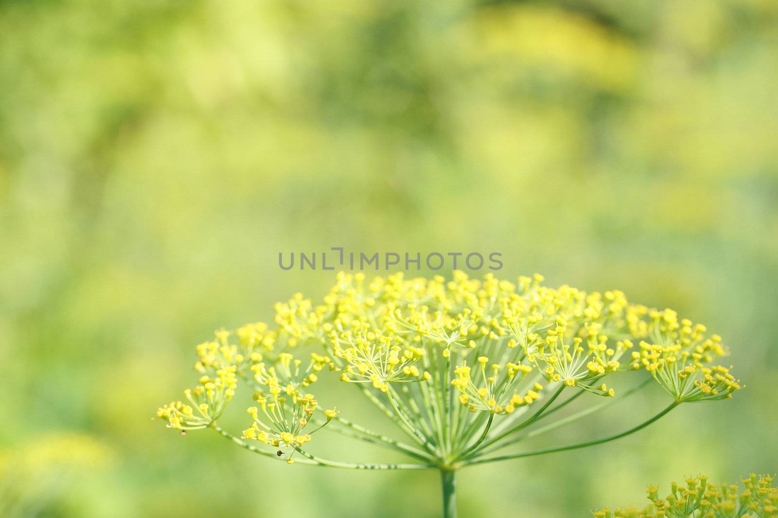 Flower of fennel close up during flowering