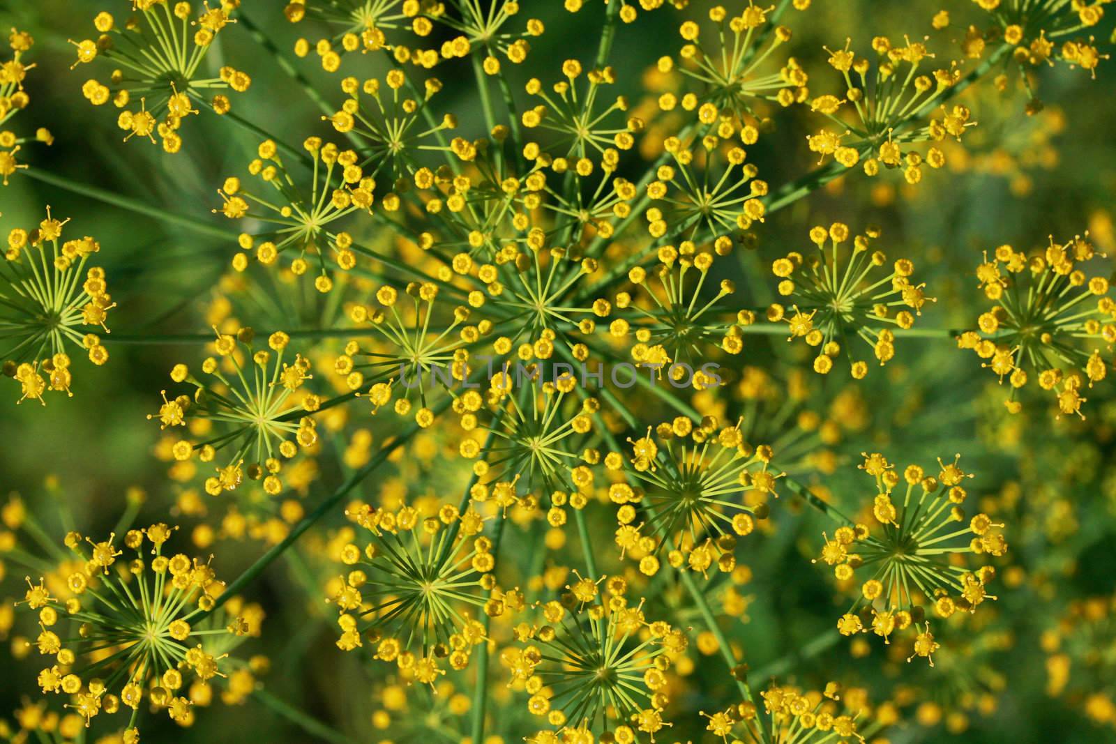 Flower of fennel close up during flowering