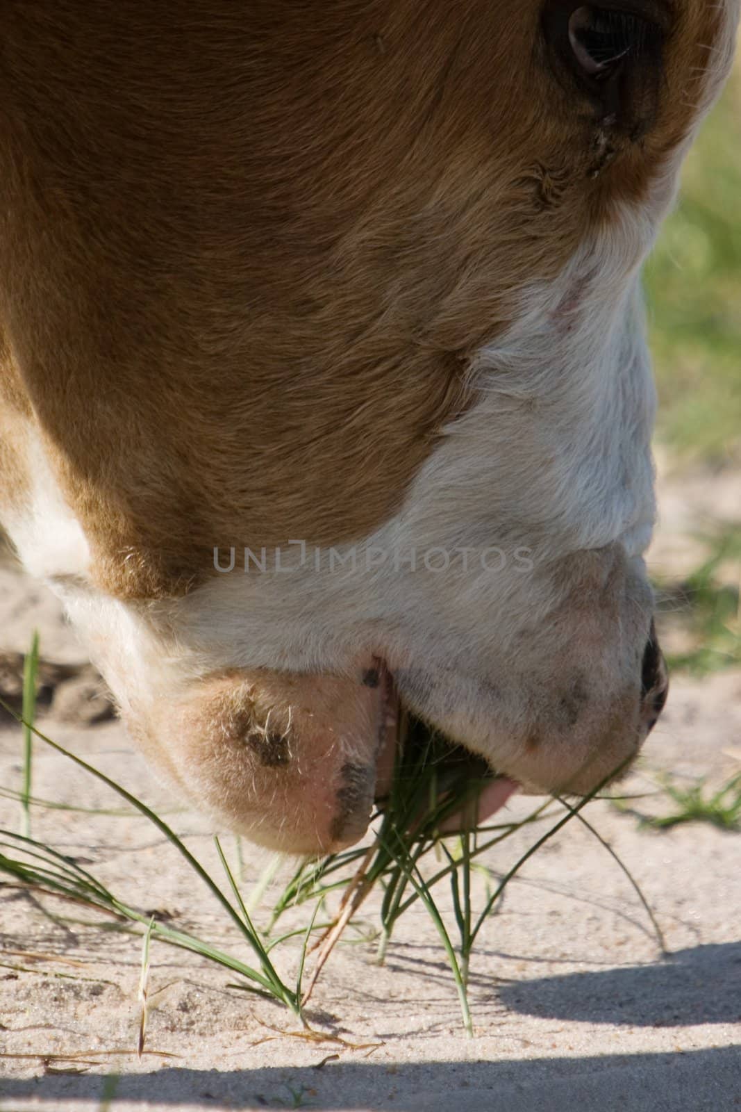 Calf eating the grass on the meadow