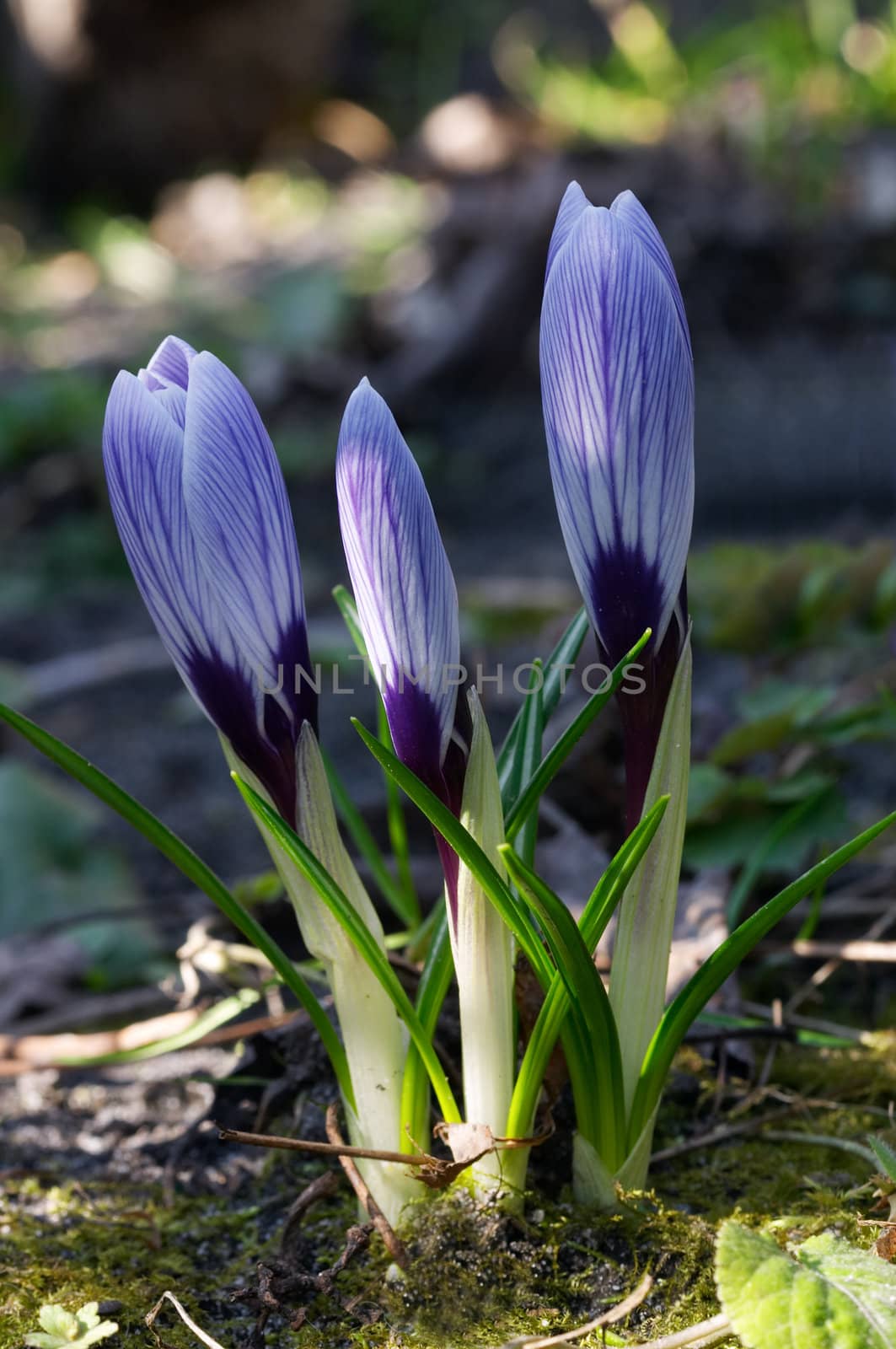Small crocuses flowering