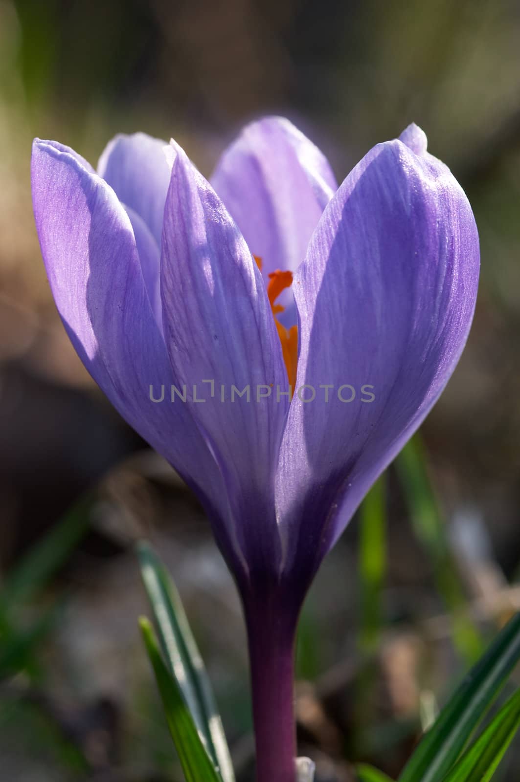 Close-up photo of purple crocus flower