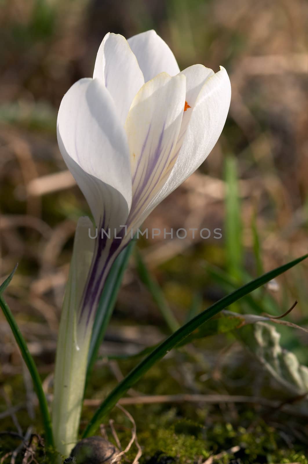 White crocus flower blooming on the sunny place at spring