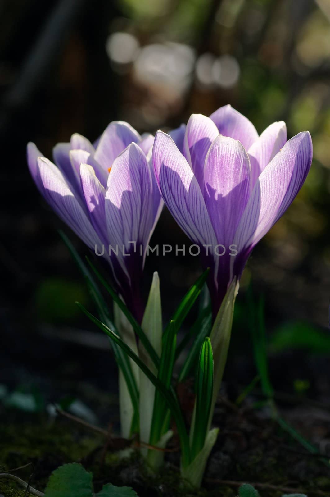 Crocuses blooming on the early spring