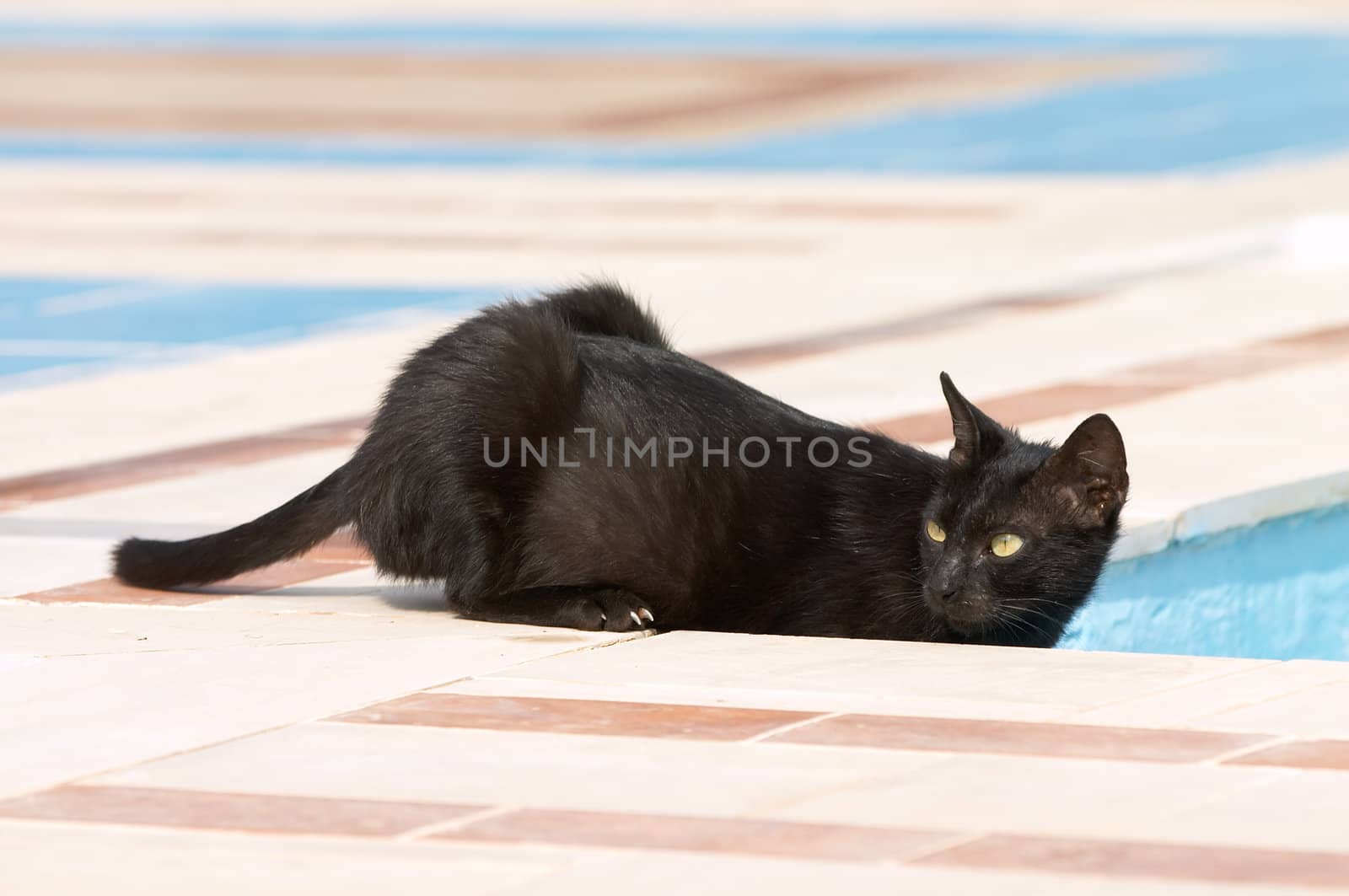 black cat glaring