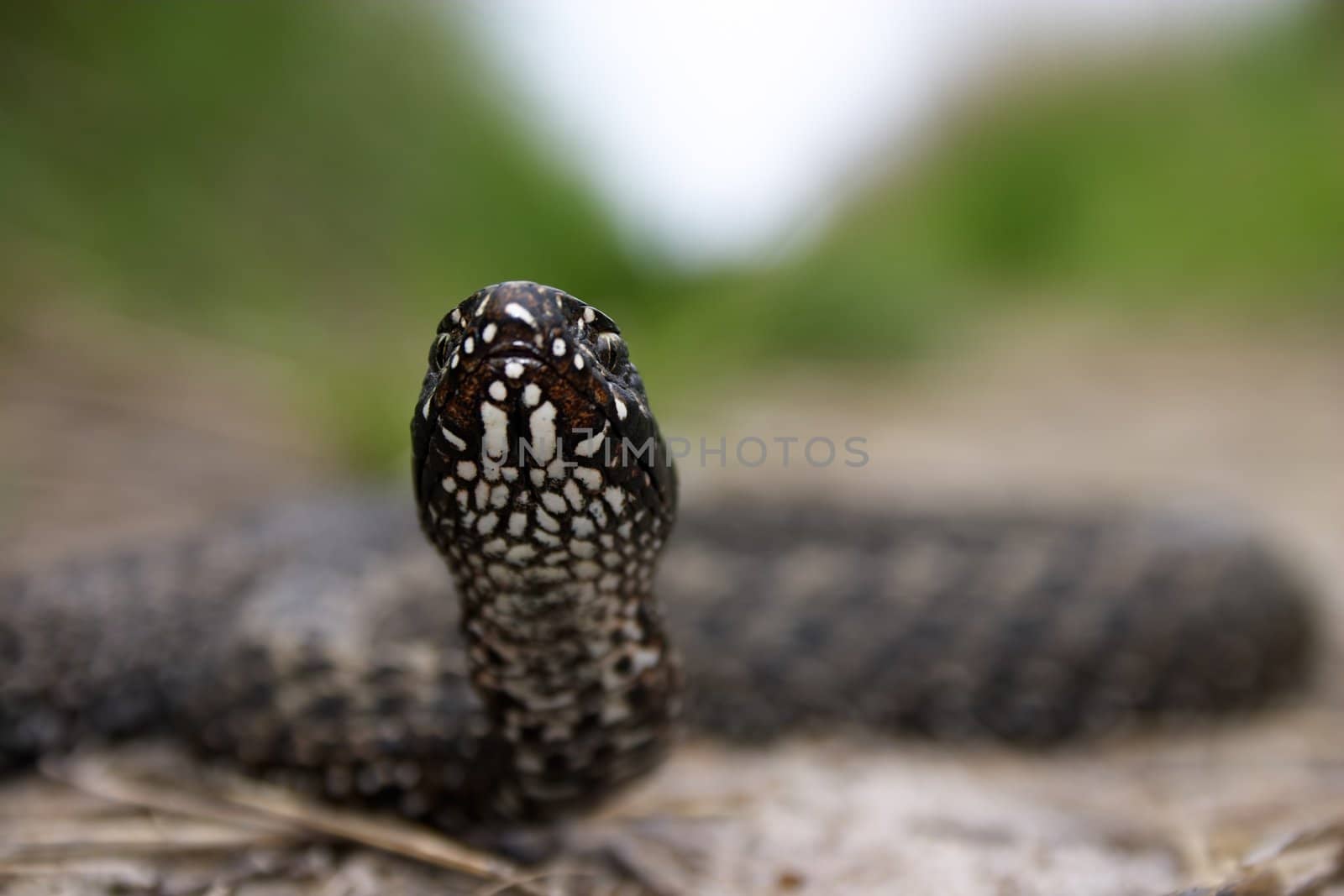 Close-up photo of a snake head