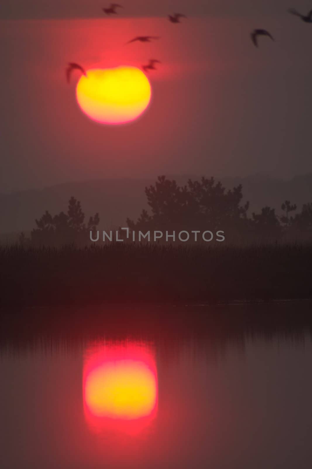 Flock of birds on the sunrise above the lake