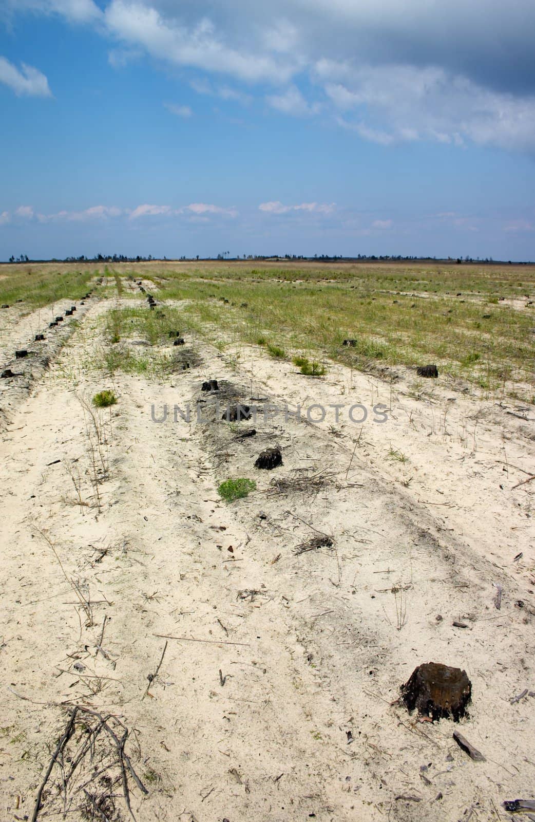 Lines of tree stumps replased a burned down forest