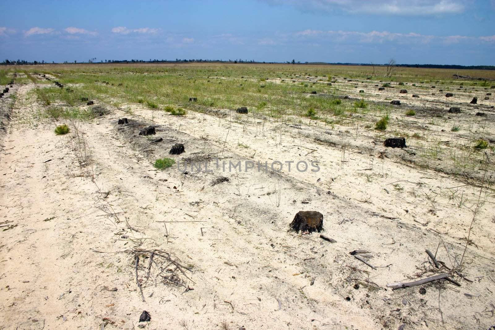 Stubs on the place of perished forest