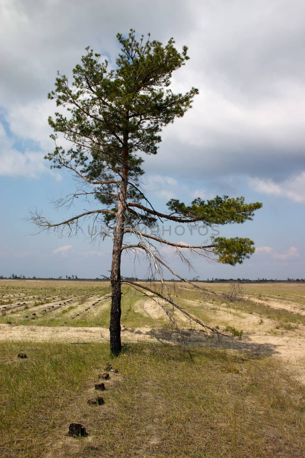 Solitude tree in the middle of stubs