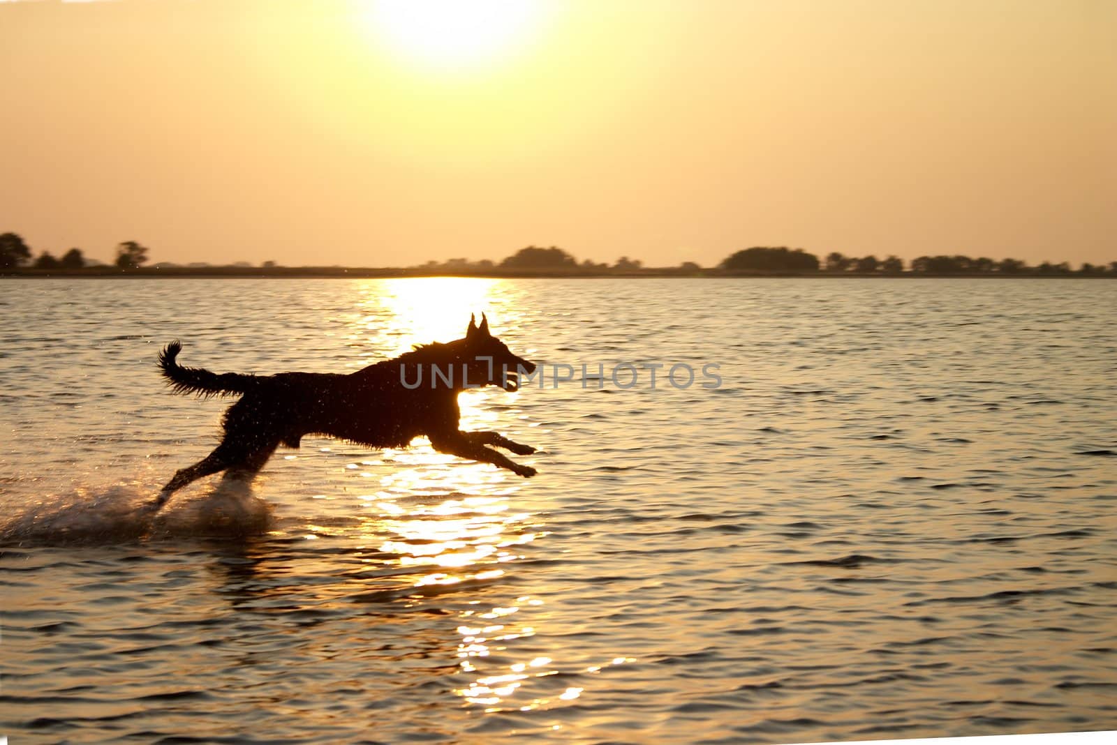 Dog jumping in the lake in the light of sunset