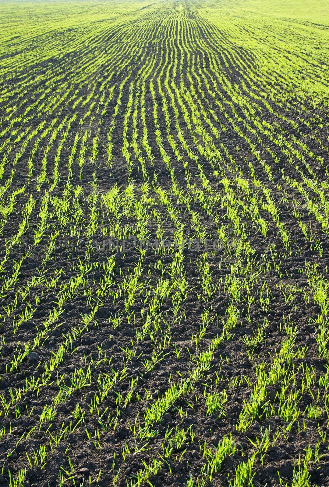 Growing wheat on the field at spring