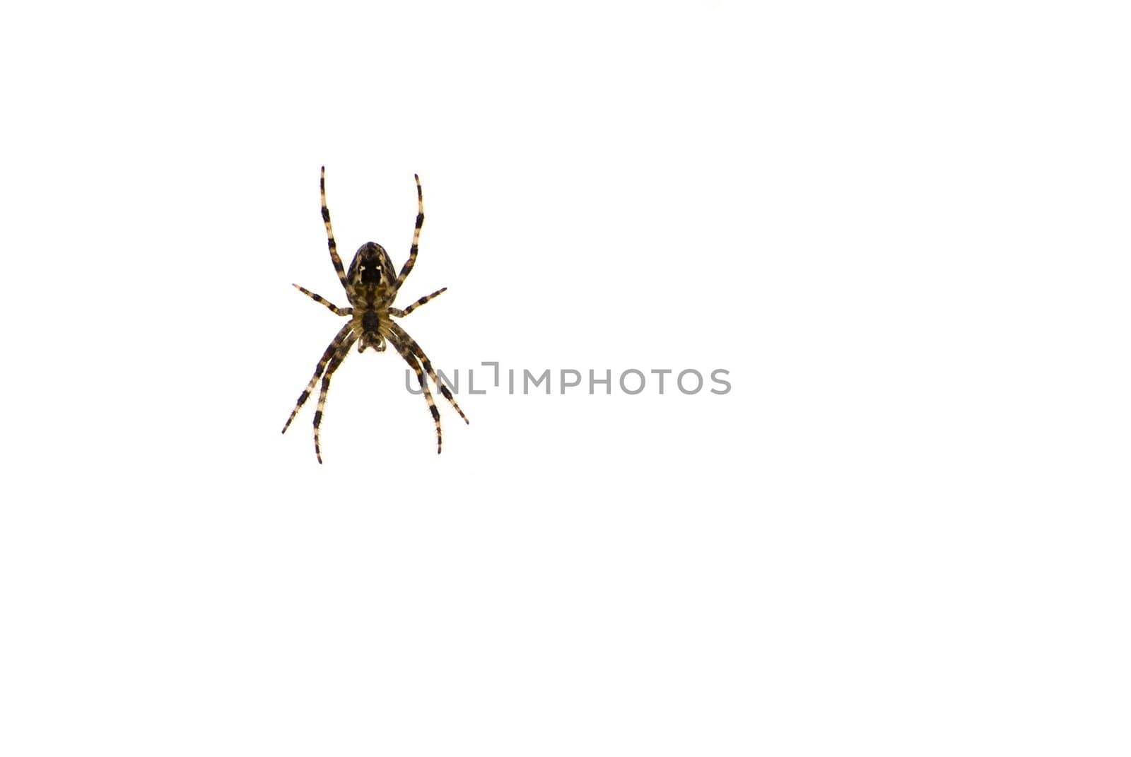 Spider on white background