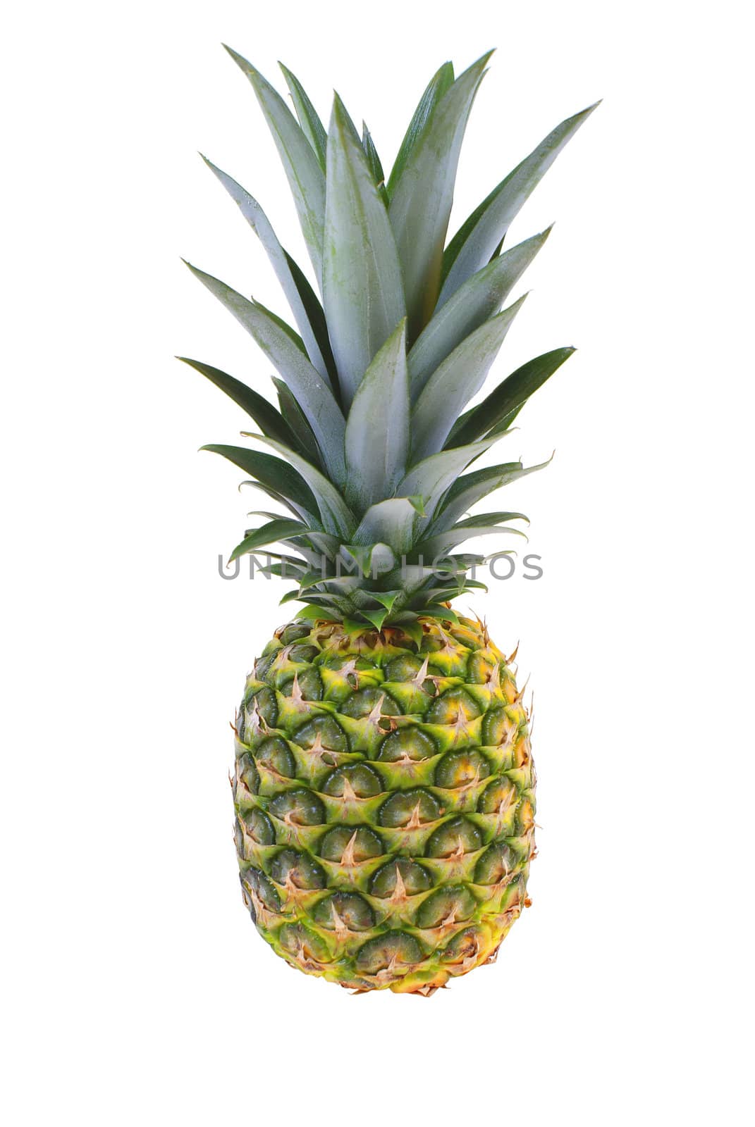 large pineapple with green leaves isolated on white background