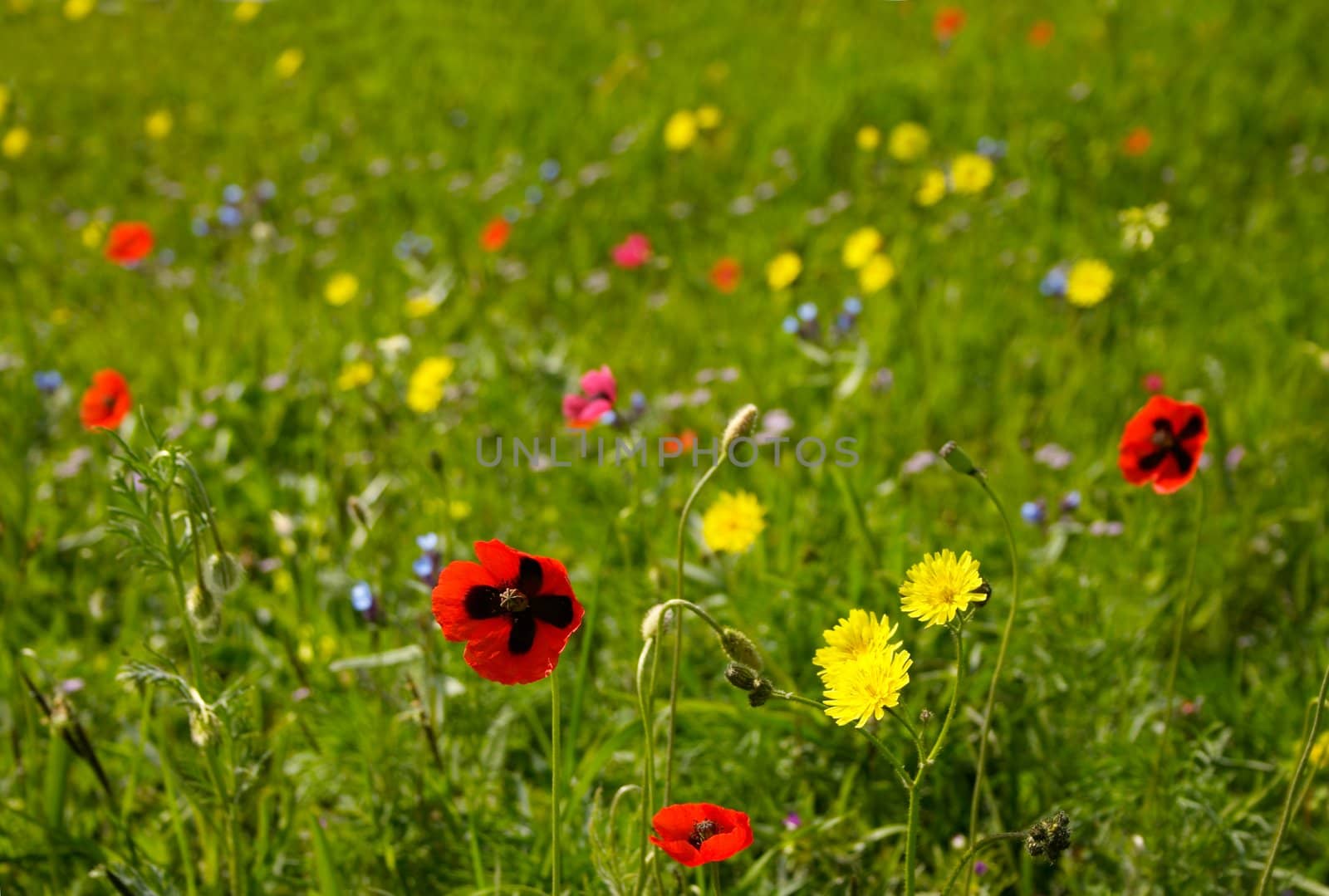 Colourful wild flowers blooming in the spring meadow