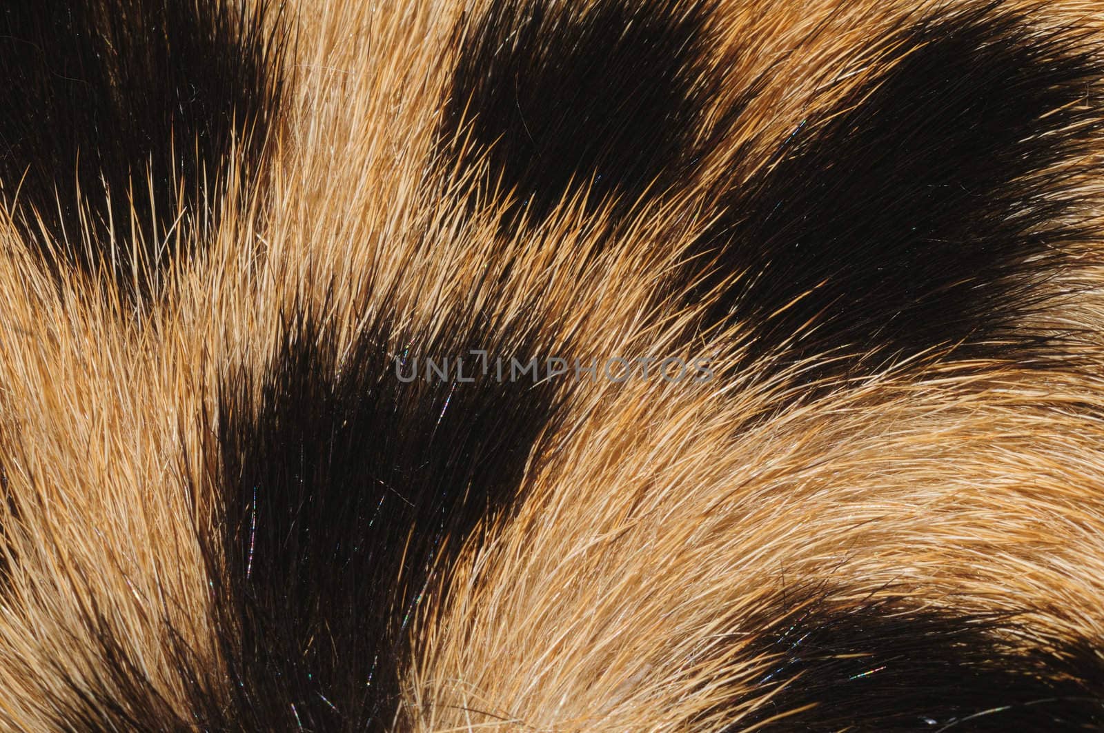 close-up (macro) of cheetah fur with hair pattern radiating from bottom left