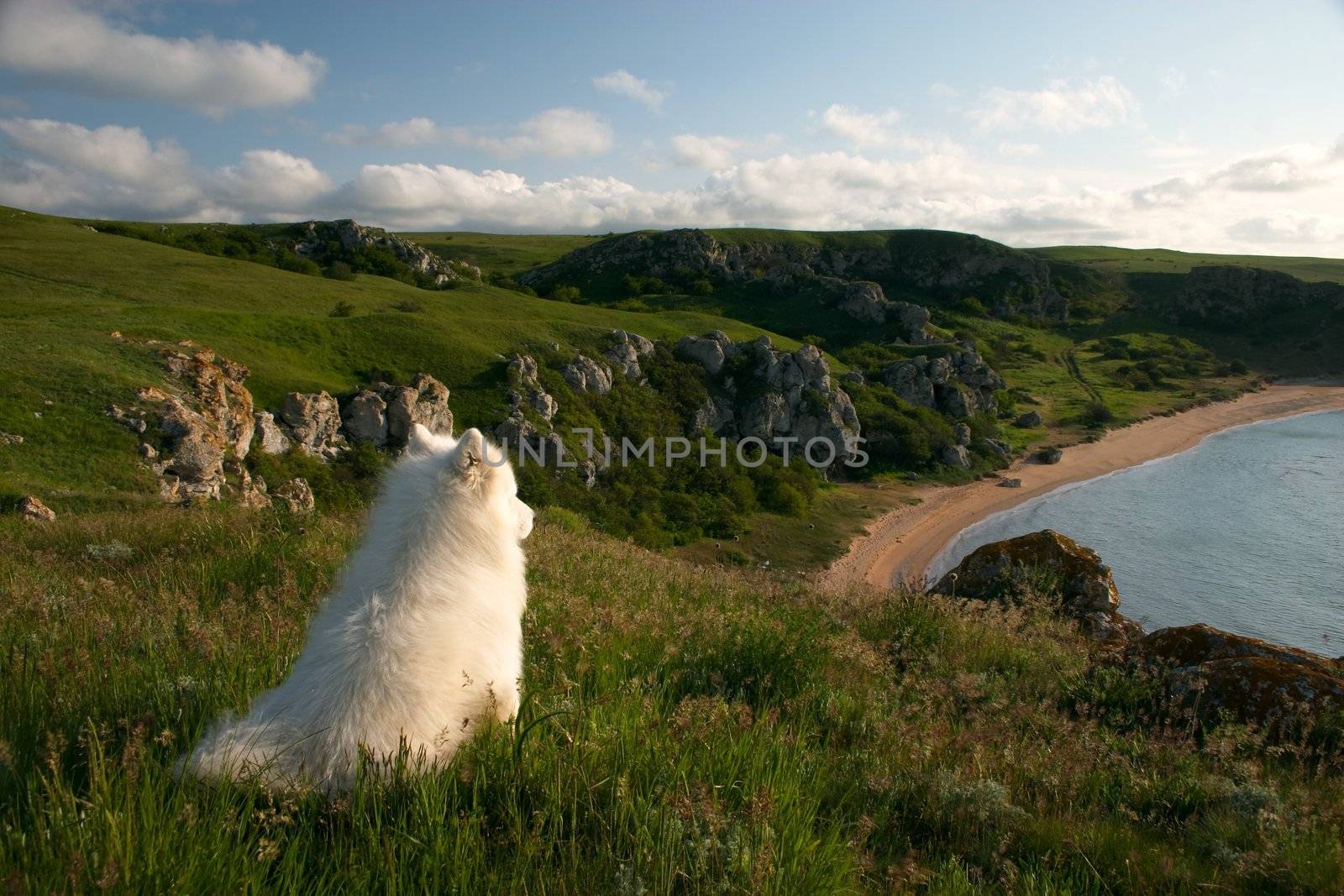 Solitary dog sitting on the high coast and looking to the distance