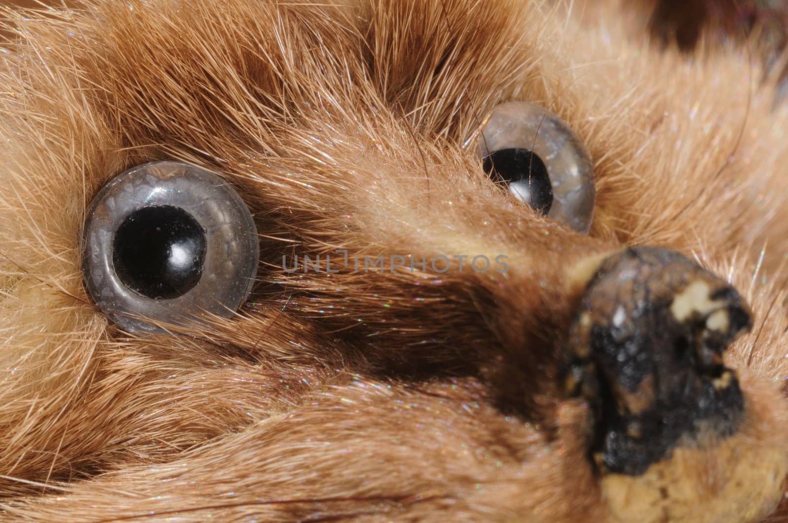 close-up (macro) of vintage stone marten fur stole with glass eyes and scuffed nose