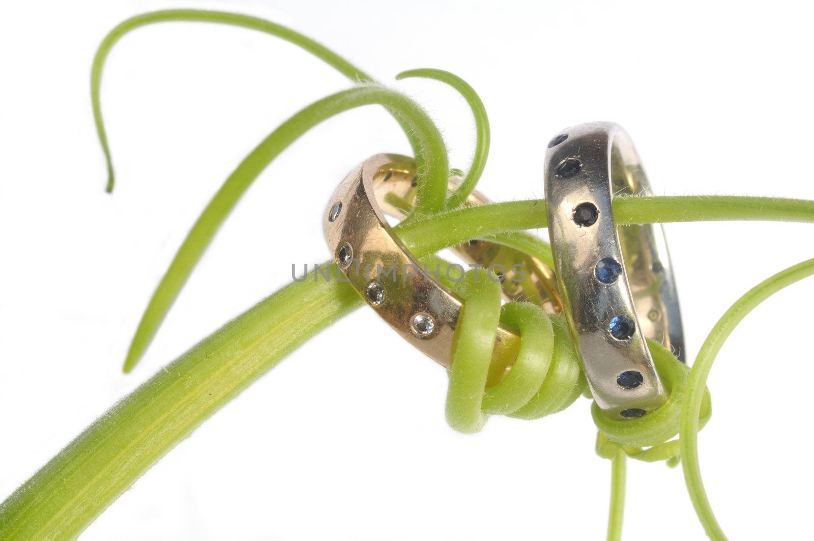 green tendrils around two wedding bands by achauer