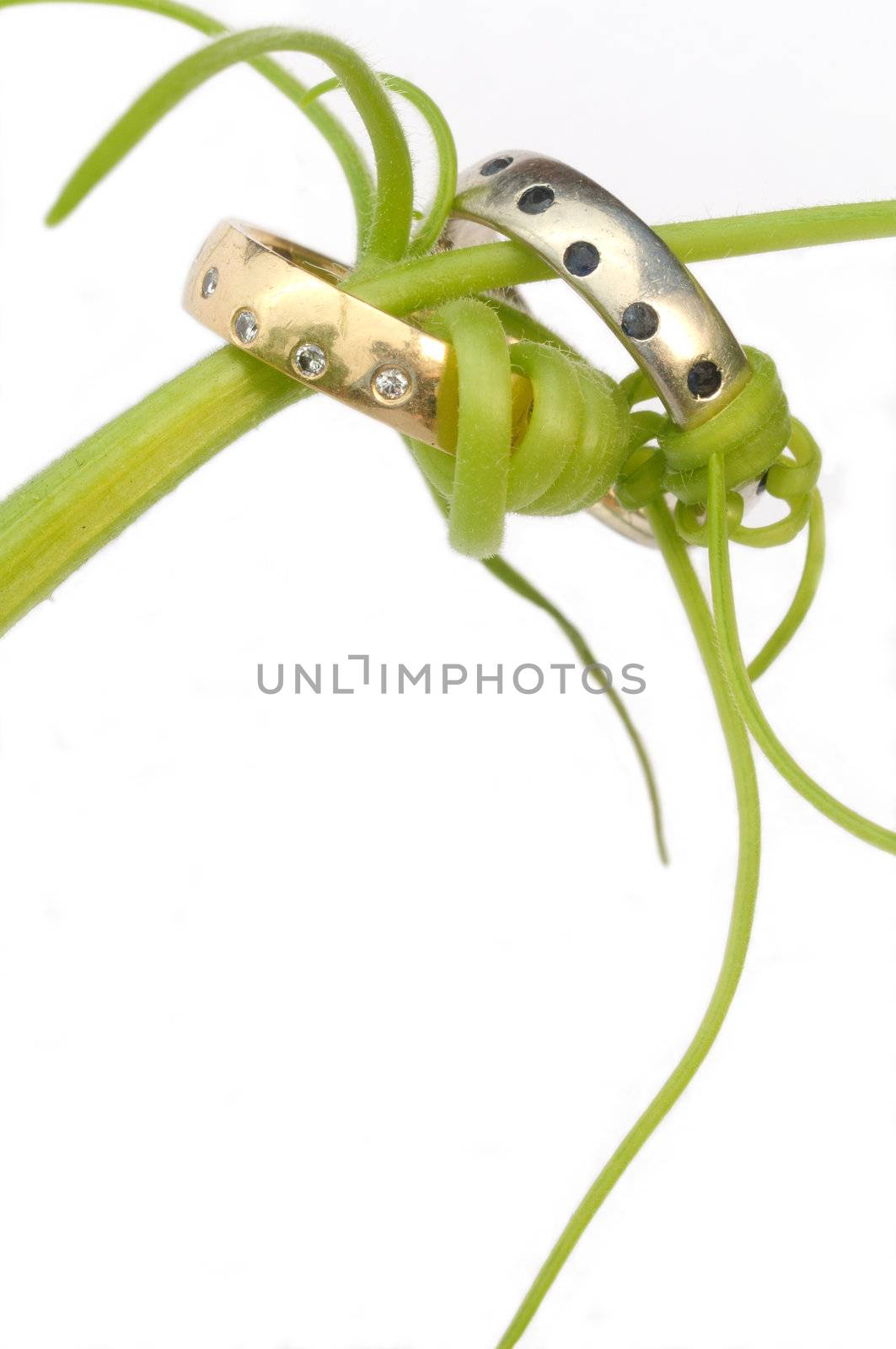 wedding rings joined with vines by achauer