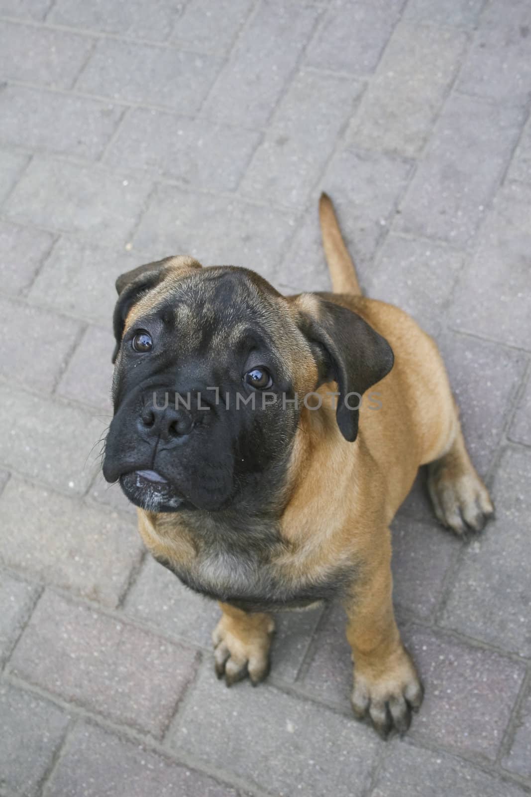 A bullmastiff puppy sitting on the ground.