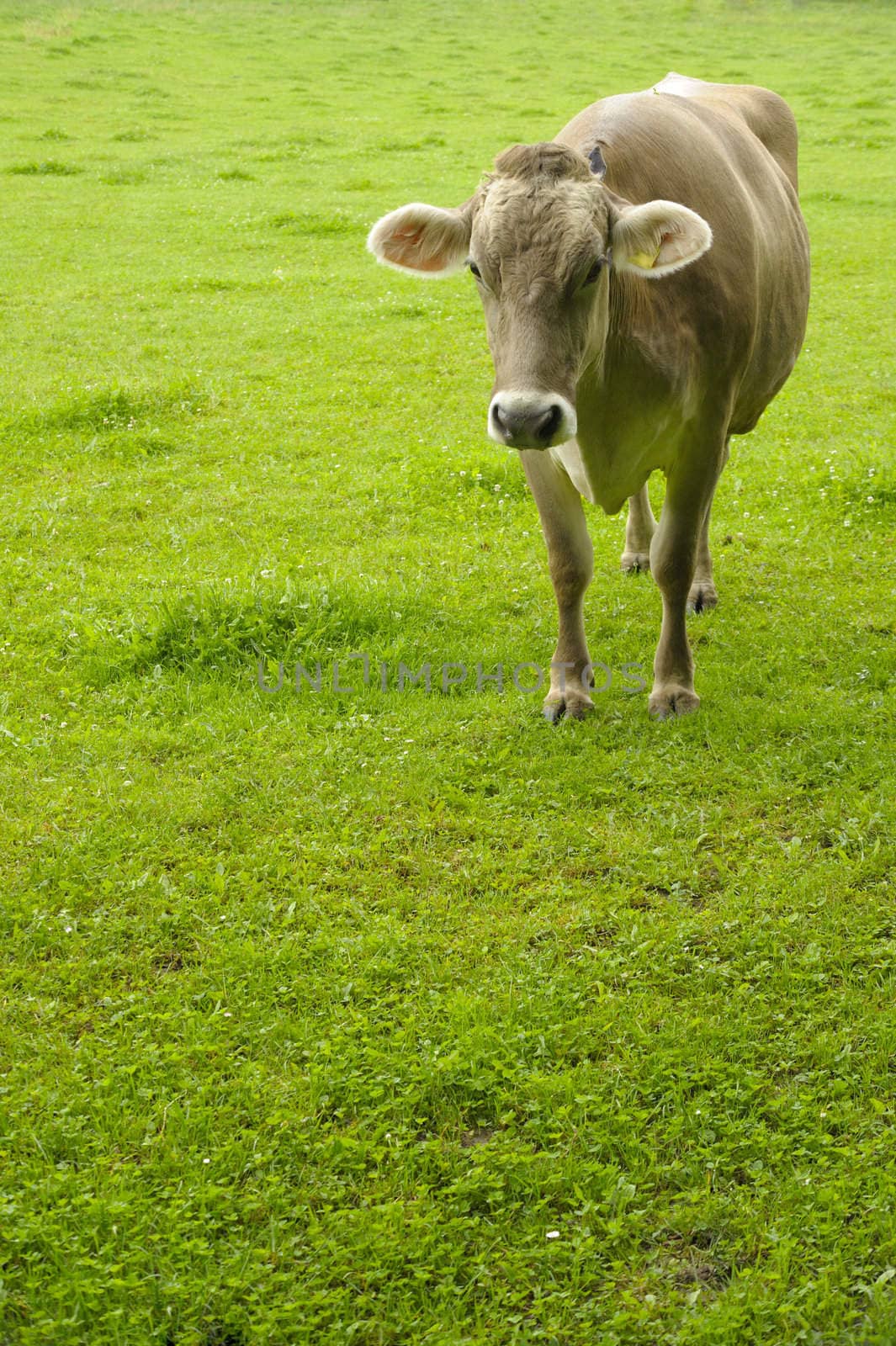 A jersey cow in a pasture at dawn. Space for copy at bottom of image.