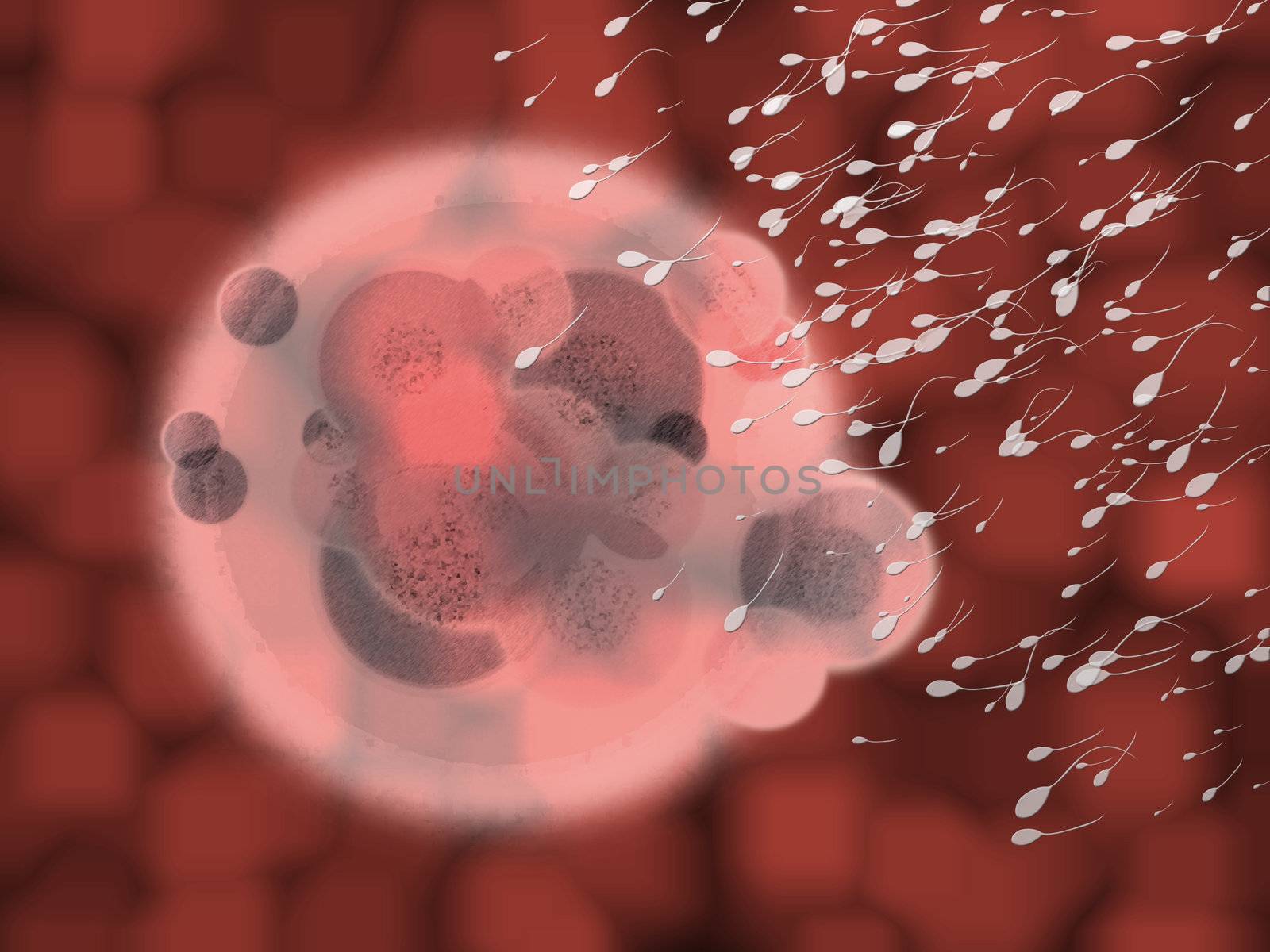 Red Blood Organic Body Cell with Sperm Approaching by bobbigmac