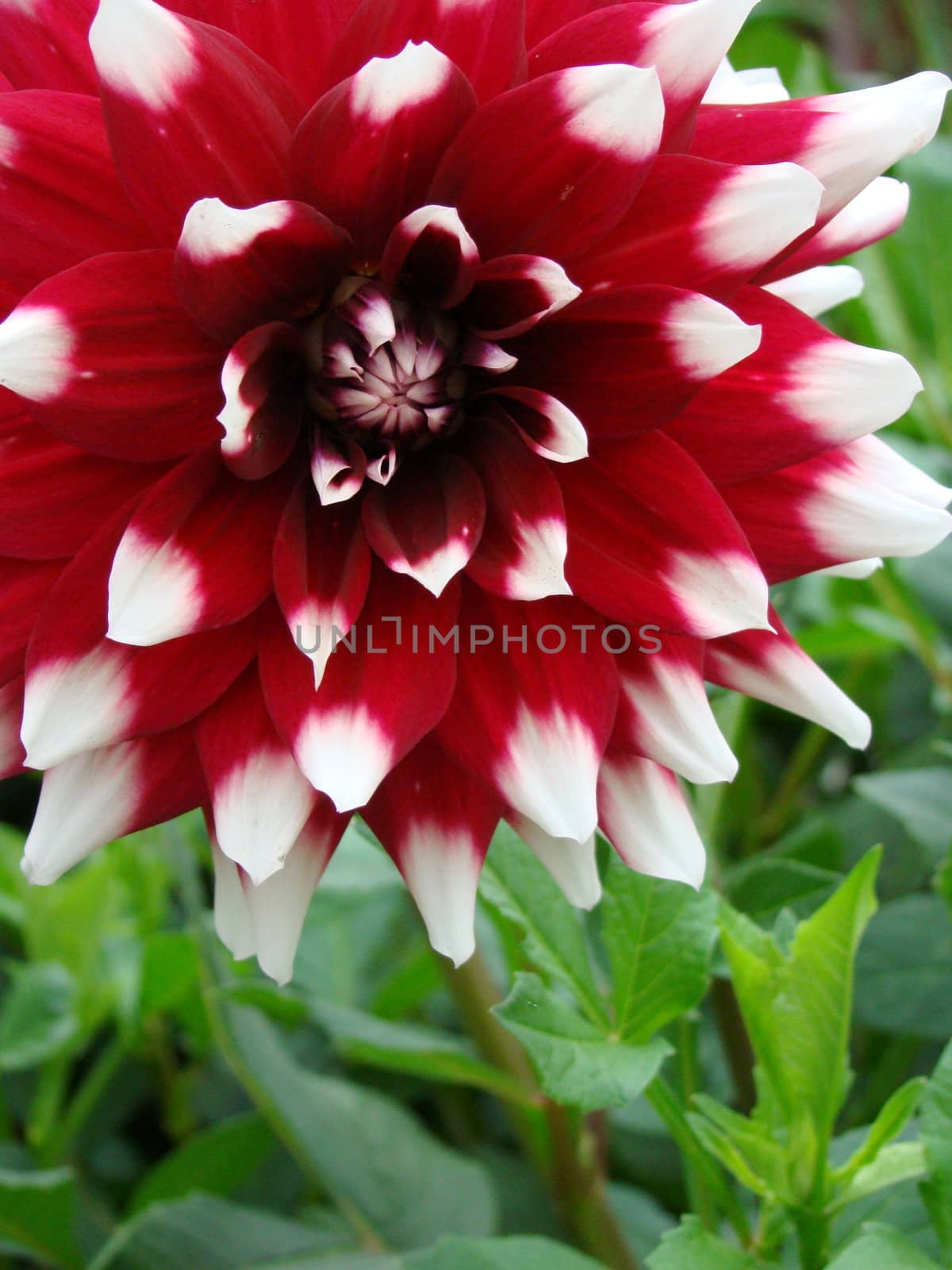 red flower with white ends