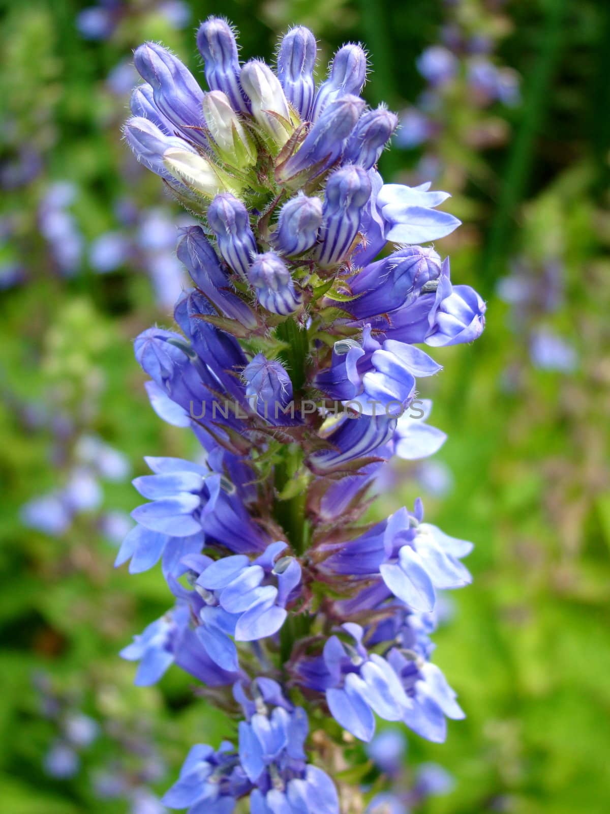 blue flowers by elvira334