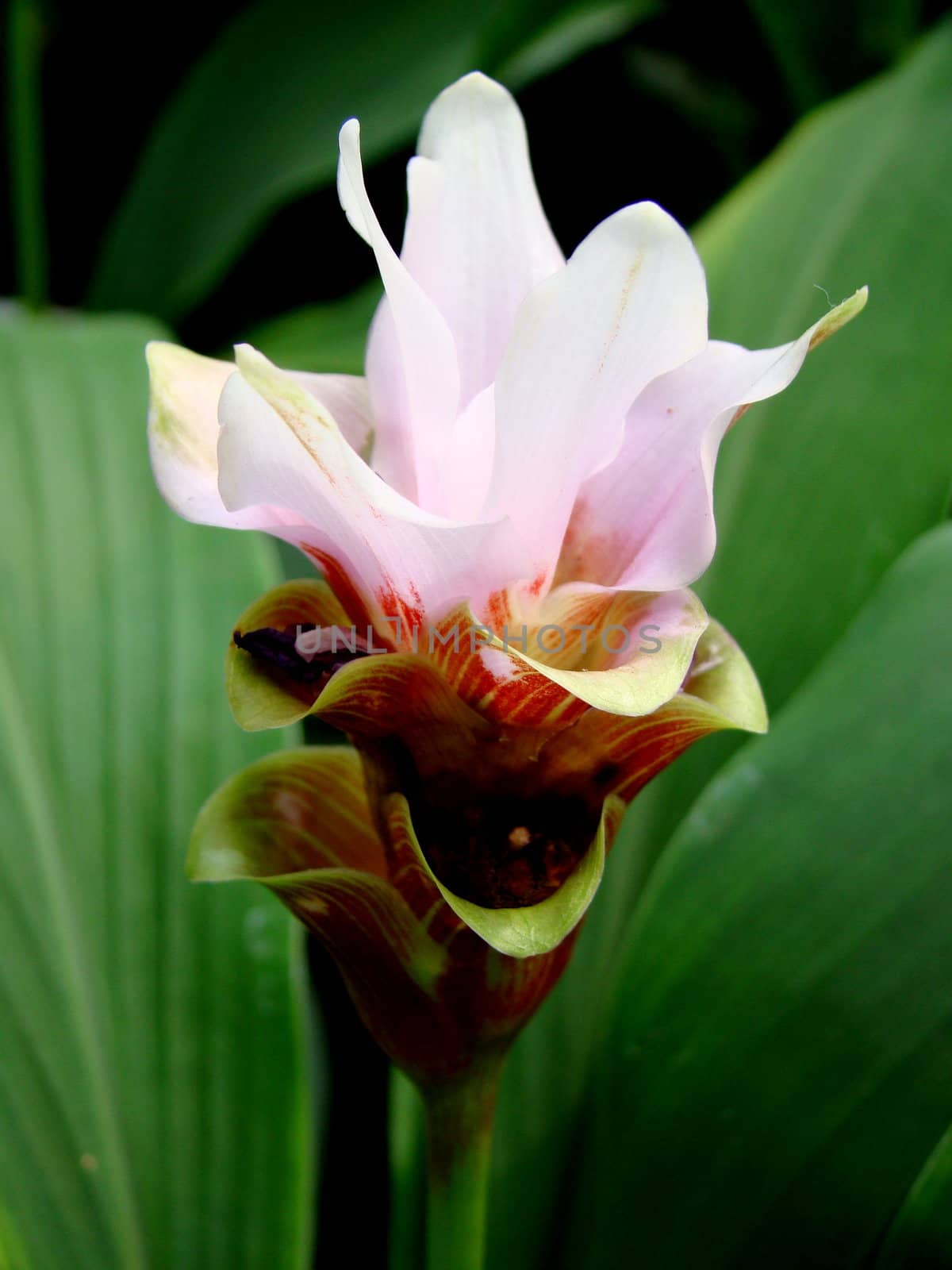 pink exotic flower