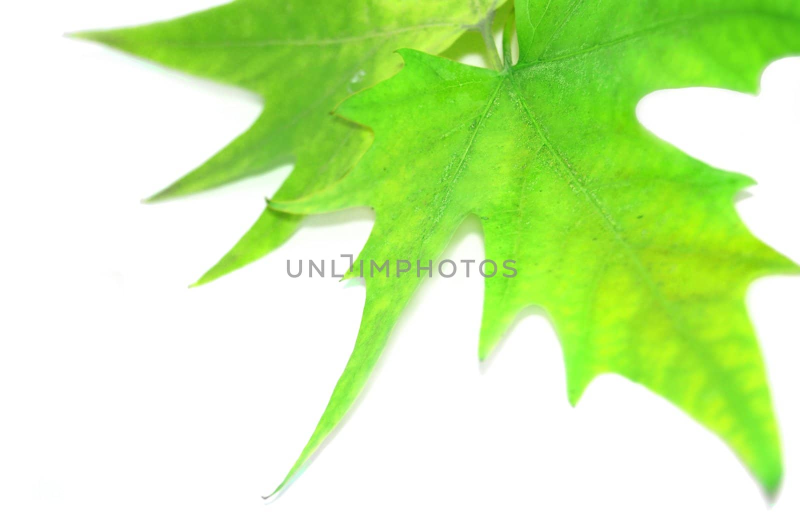green autumn leaves isolated on white