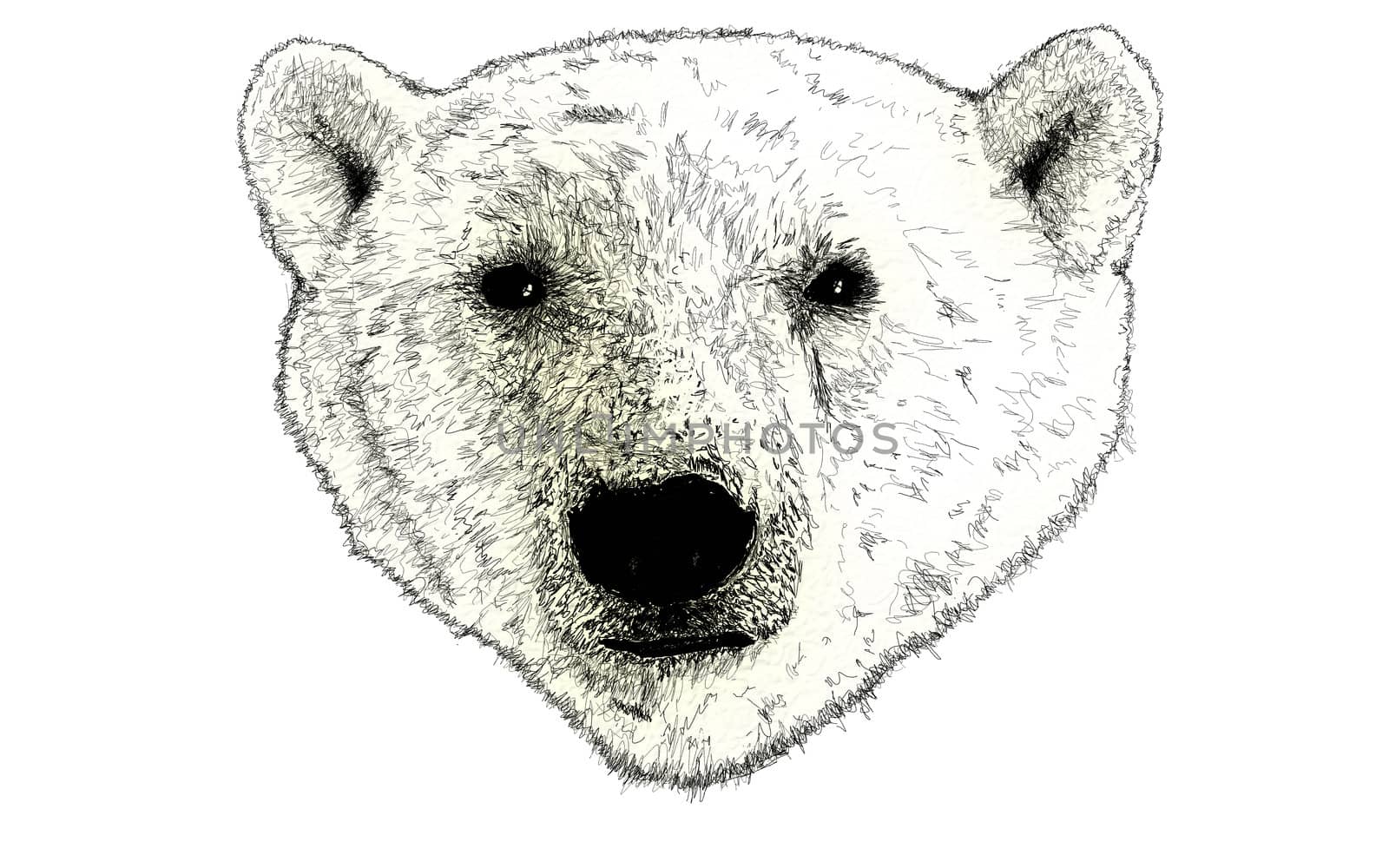 Head of a Polar Bear Illustration on White