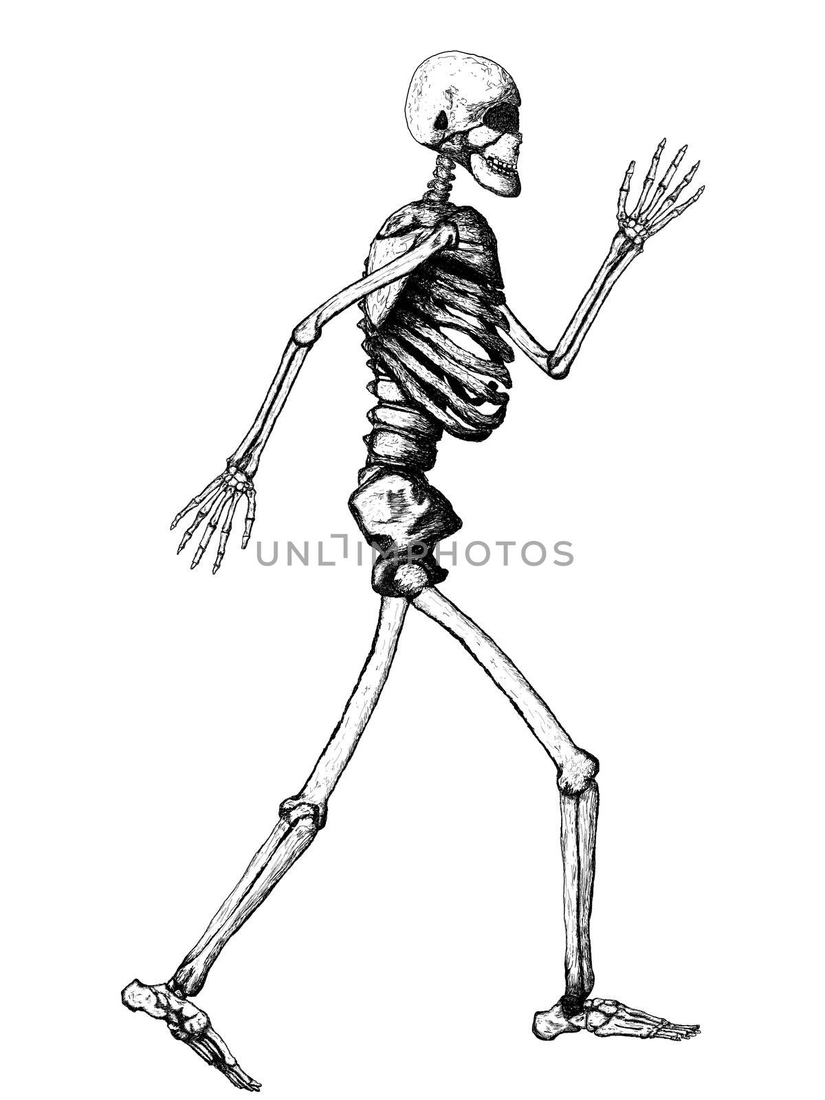 Full Human Skeleton Illustration on White Background by bobbigmac
