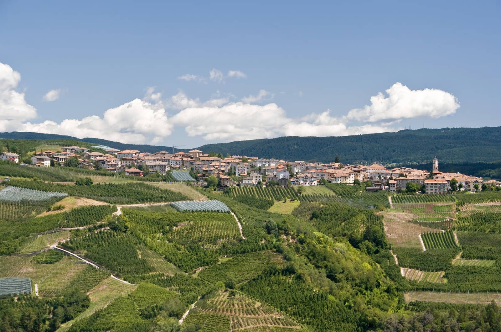 landscape in Val di Sole with the small town Varollo between apples plantations