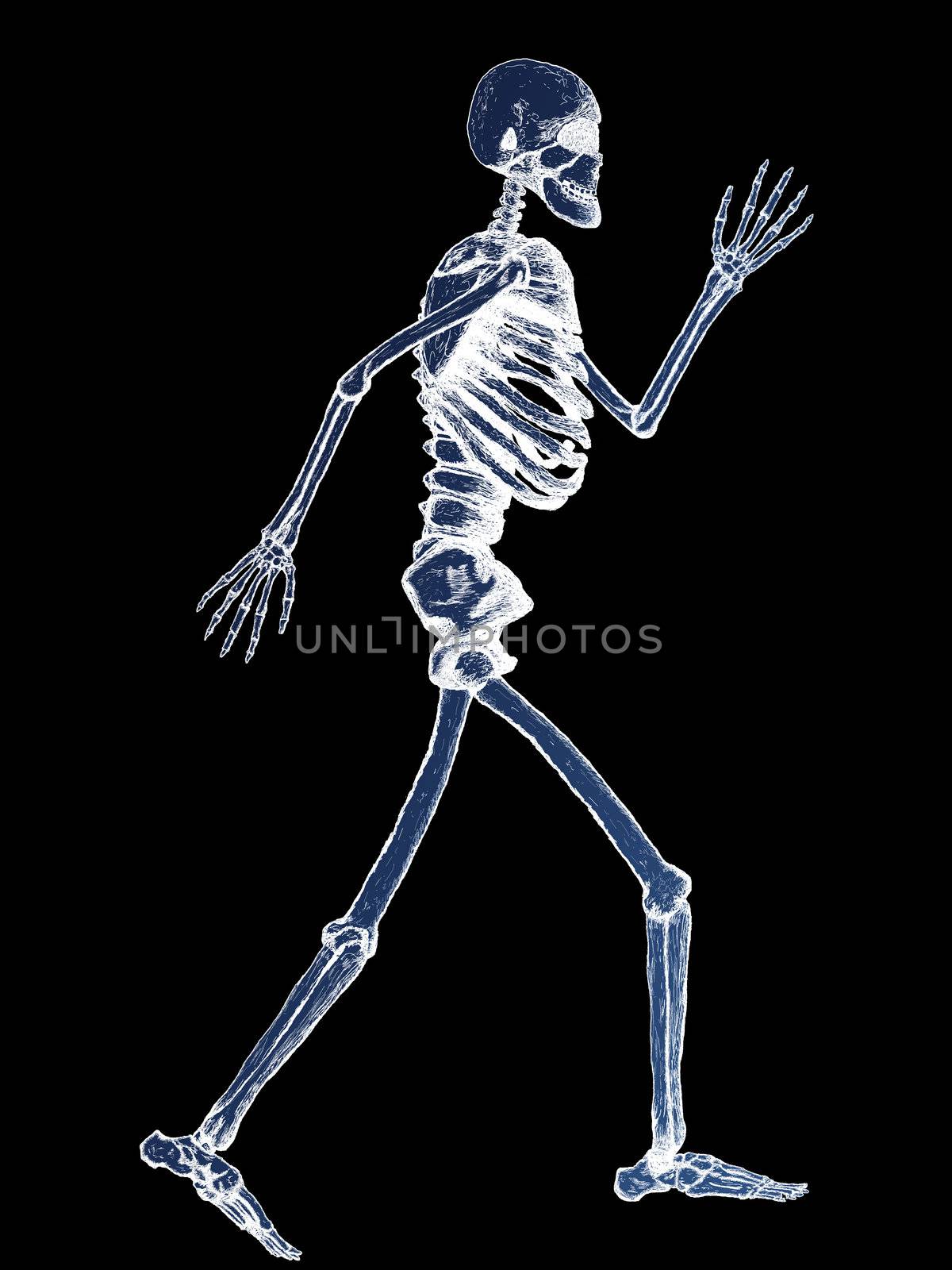 X-Ray of Full Human Skeleton Illustration on Black Background