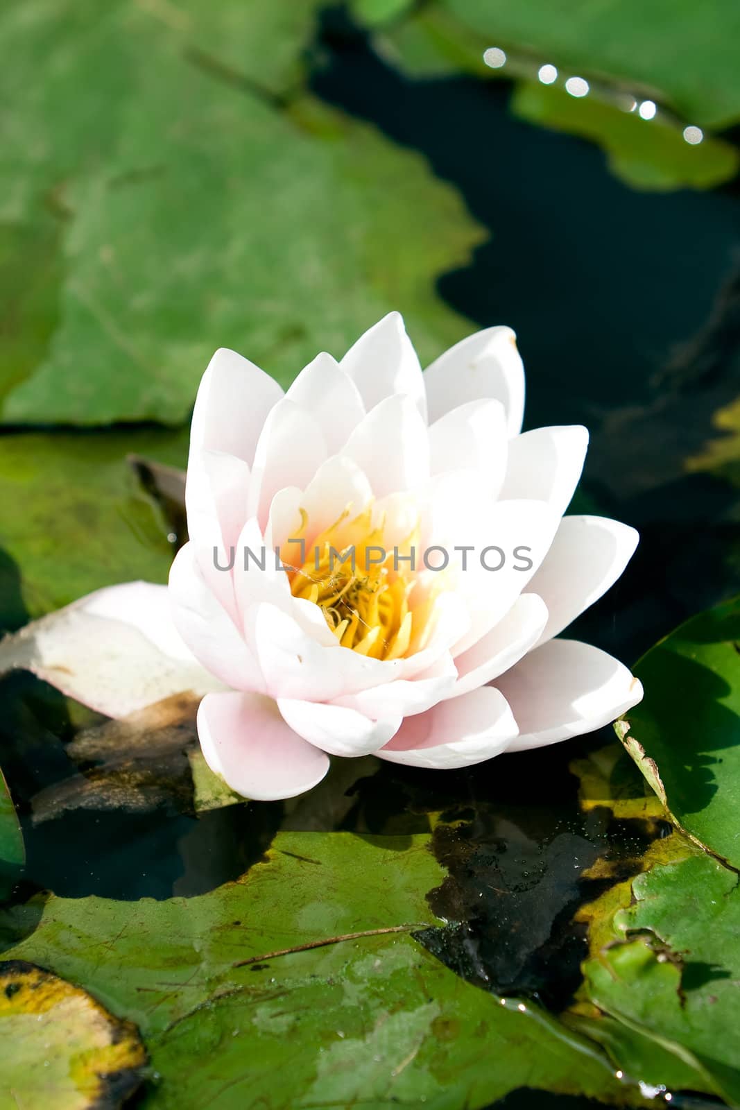 Water lilly