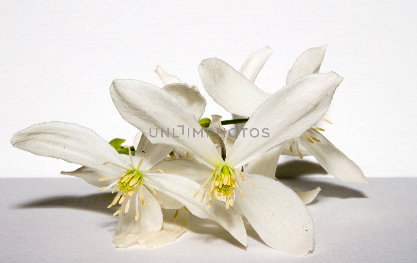 close up of some white clematis flowers 